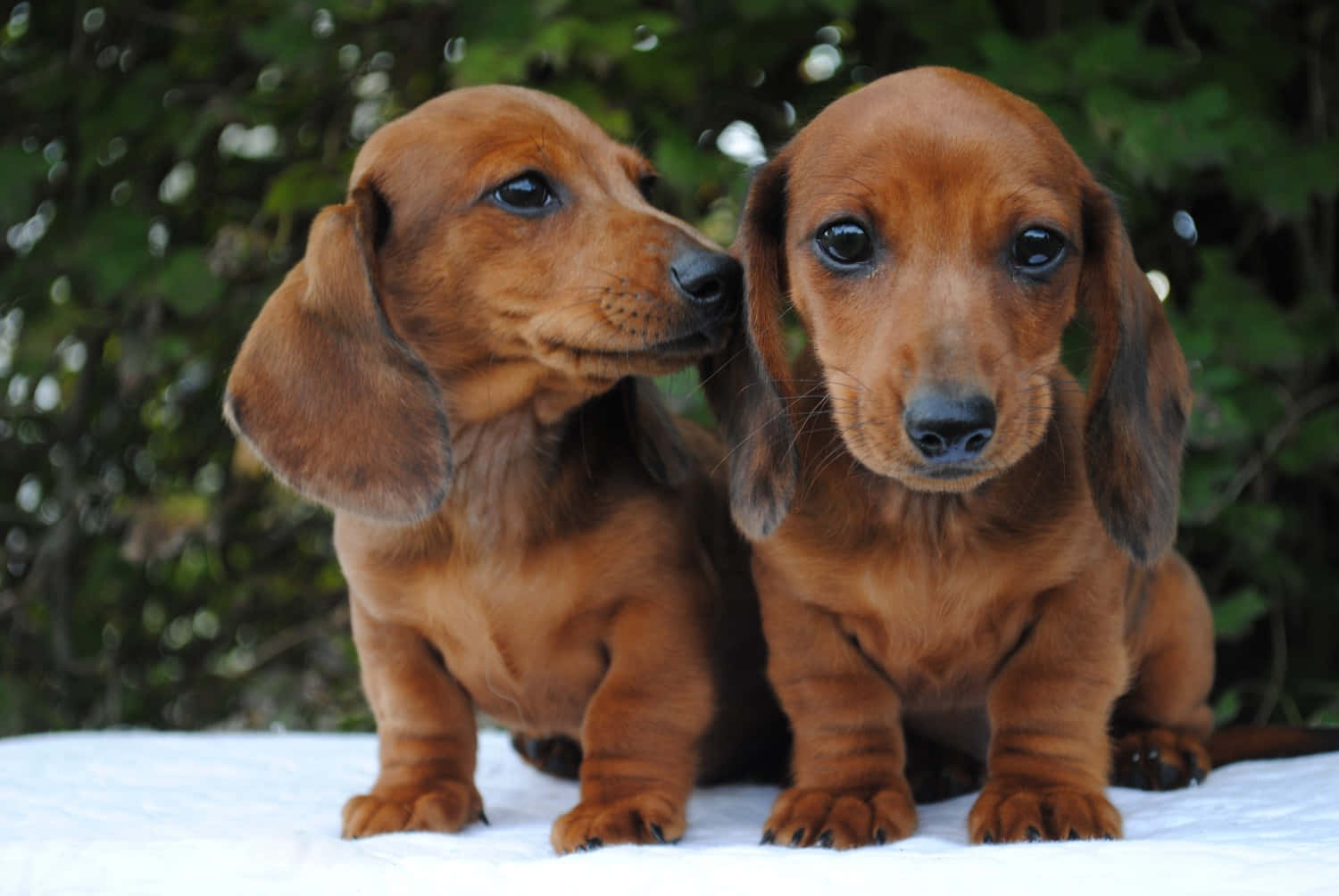 Dachshund Puppy 桌布 壁紙 — 兩隻可愛的紅色臘腸狗幼犬坐在白色毛毯上，身後有茂密的綠色樹葉柔和地模糊。