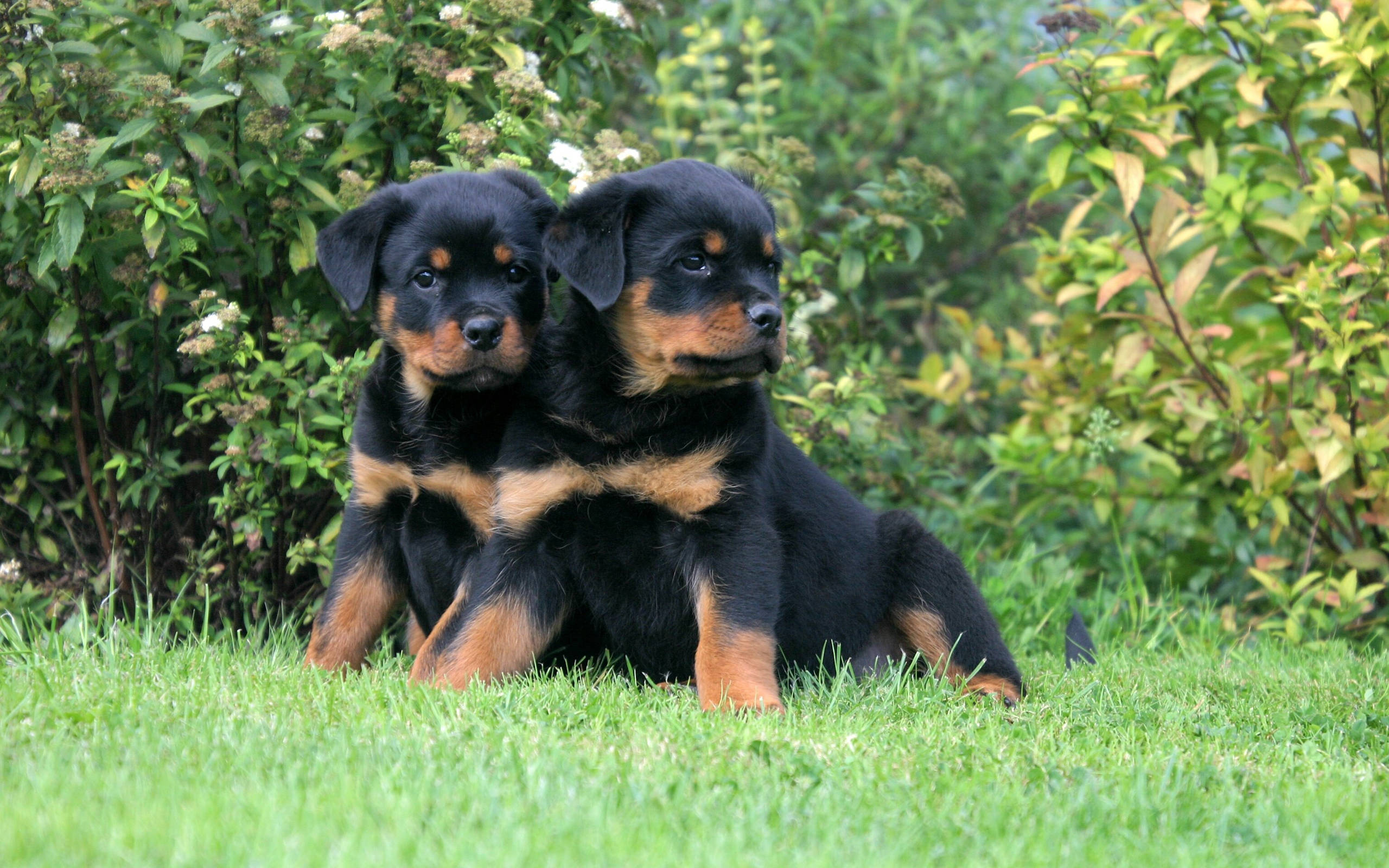 羅威那犬 桌布 壁紙 — 兩隻可愛的羅威納幼犬，毛色黑褐相間，並排坐在充滿活力的綠色草地上，周圍是茂密的樹葉。