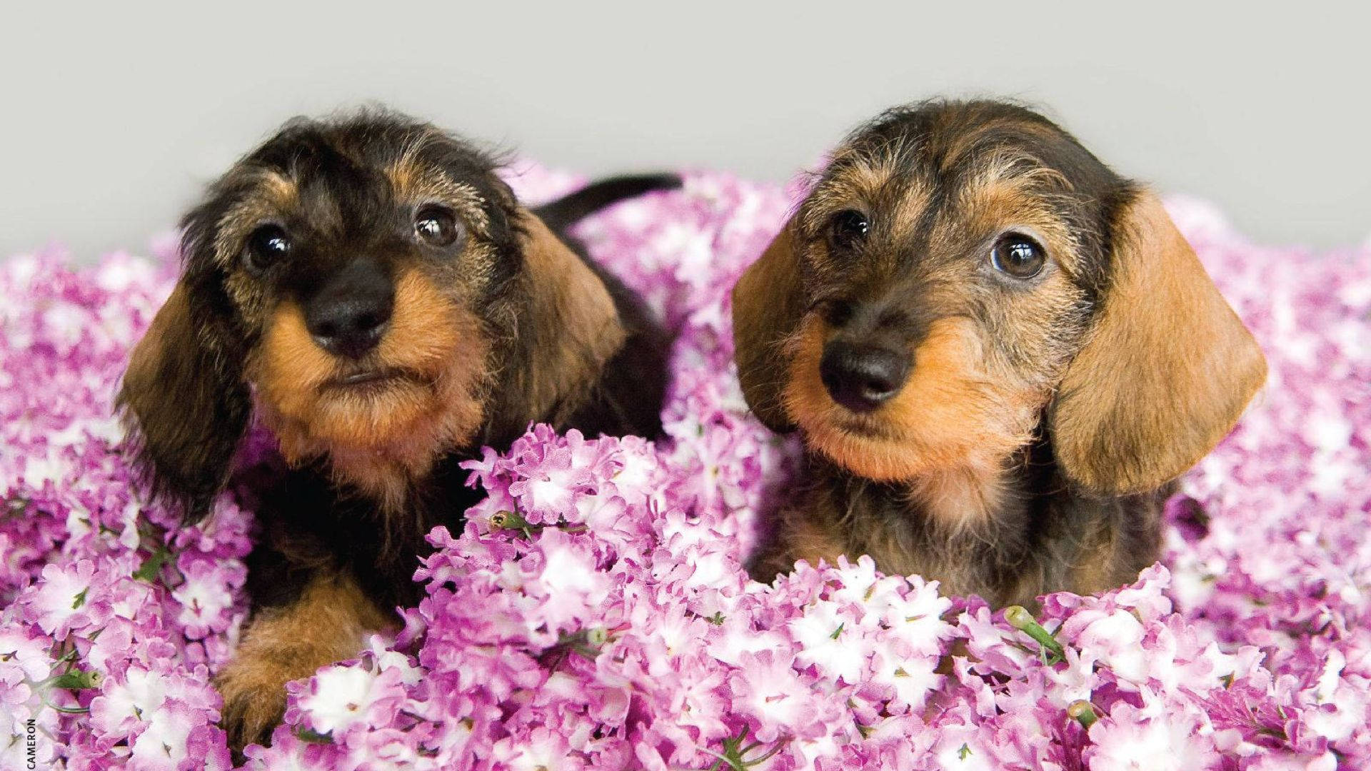 Puppies 桌布 壁紙 — 兩隻可愛的臘腸犬幼犬垂著耳朵，從充滿活力的粉紅色和白色花叢中探出頭來。
