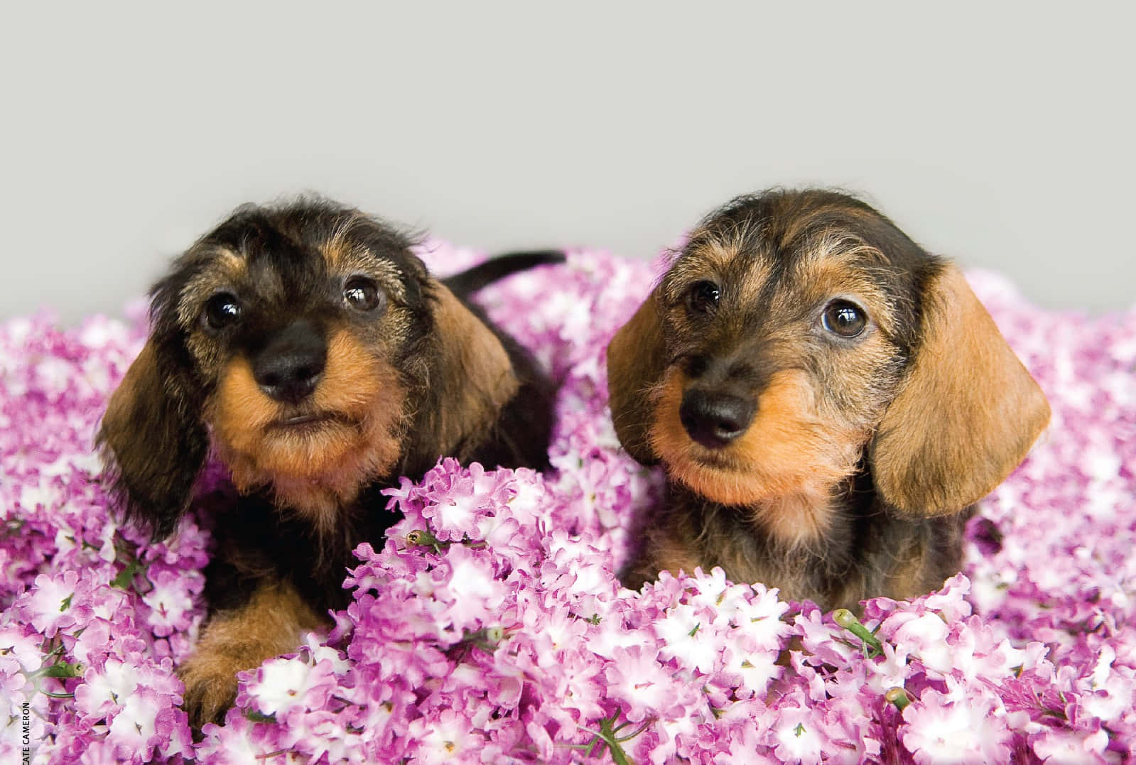 Puppies 桌布 壁紙 — 兩隻可愛的臘腸犬幼犬從一張充滿活力的粉紅色和白色花朵床中探出頭來，背景是柔和的灰色。