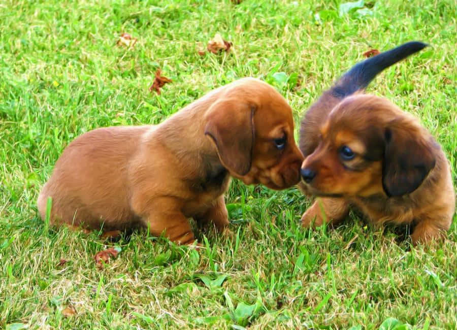 Dachshund Puppy 桌布 壁紙 — 兩隻可愛的臘腸狗幼崽在點綴著落葉的鮮綠色草坪上互相依偎。