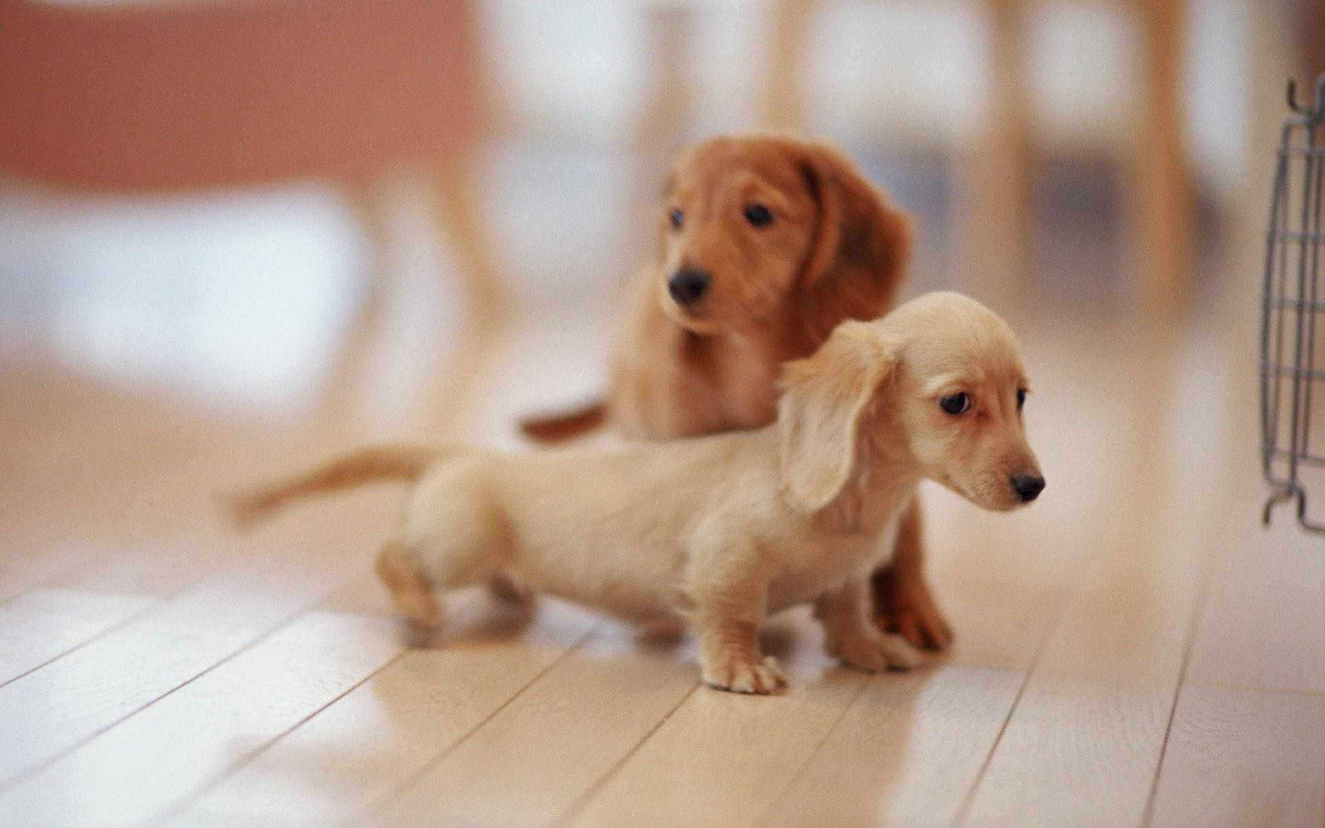 可愛狗狗 桌布 壁紙 — 兩隻可愛的臘腸狗幼犬，擁有柔軟的淺棕色毛髮，站在室內舒適環境的淺色木地板上。