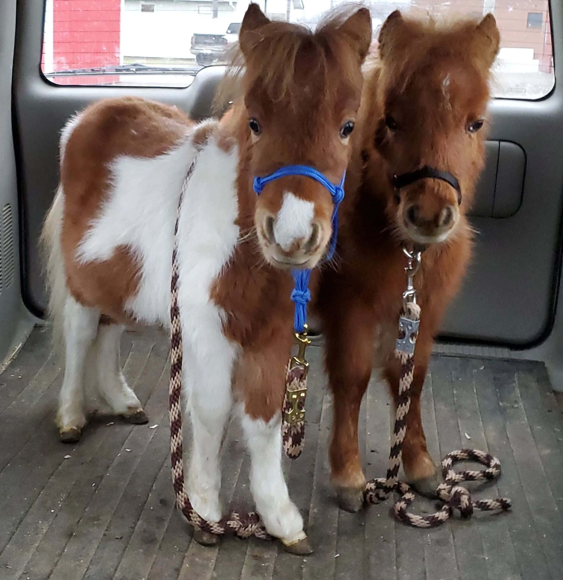 寵物動圖 桌布 壁紙 — 兩隻可愛的迷你馬，毛色為棕色和白色，並排站在車內，戴著韁繩和牽繩。