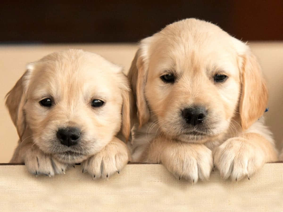 可愛狗狗 桌布 壁紙 — 兩隻可愛的金毛尋回犬幼犬，擁有蓬鬆的奶油色毛髮，好奇地從米色表面探出頭來，背景柔和模糊。