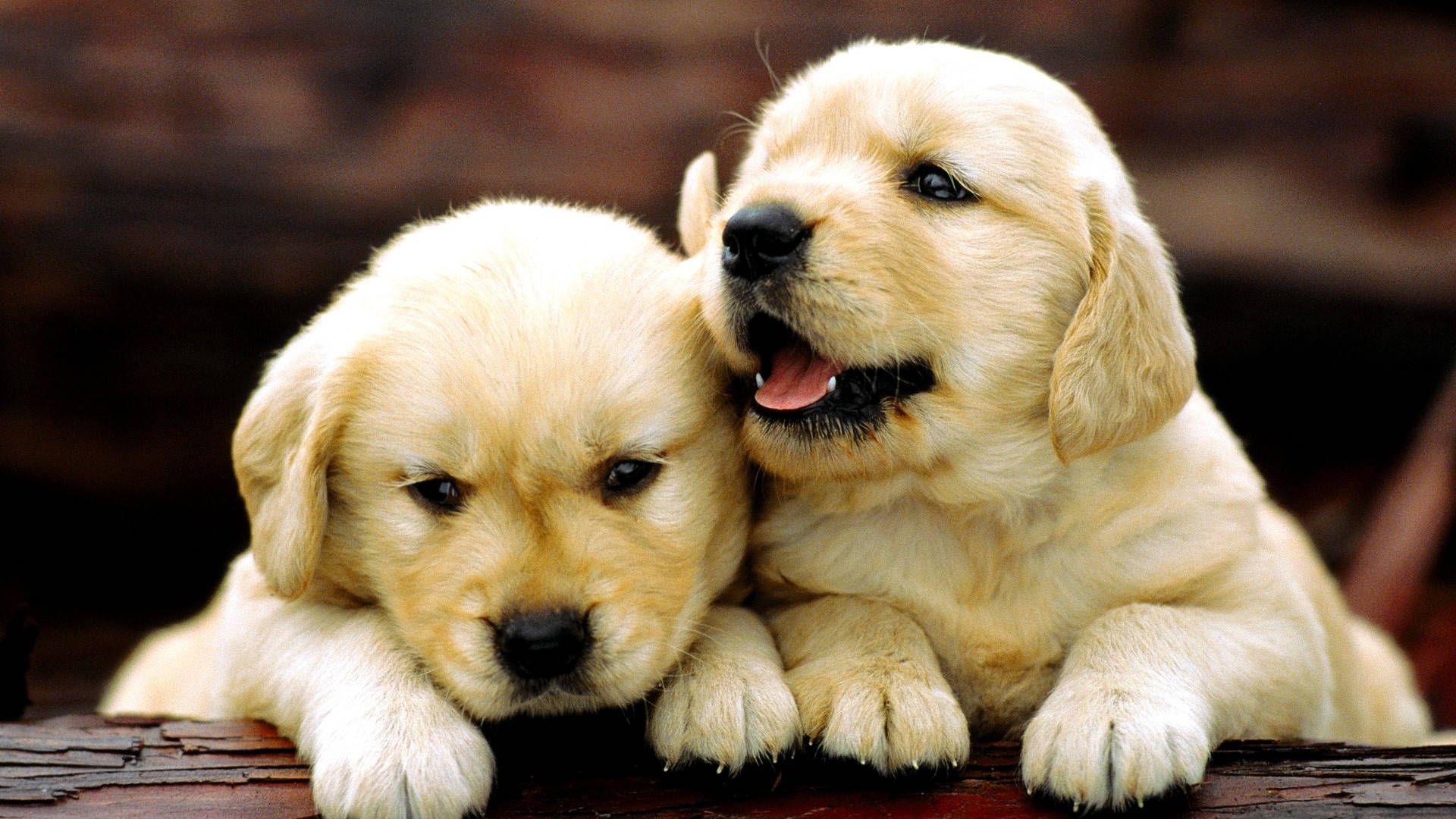 Labrador 桌布 壁紙 — 兩隻可愛的金毛尋回犬幼犬一起在木質表面上休息，一隻看起來警覺，另一隻平靜。