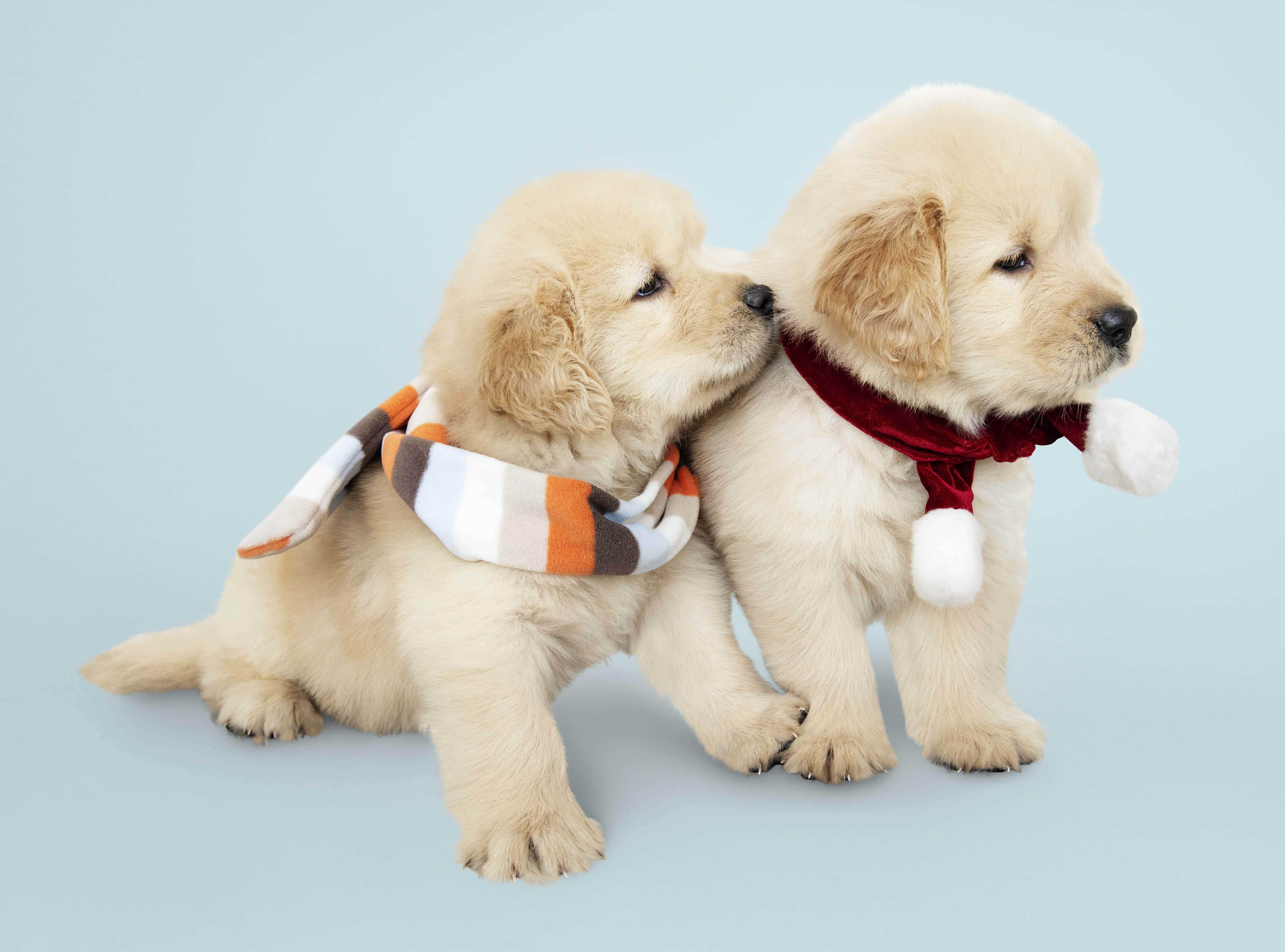 golden retriever puppy 桌布 壁紙 — 兩隻可愛的金毛尋回犬幼犬戴著節日圍巾，在柔和的藍色背景上親暱地依偎著。