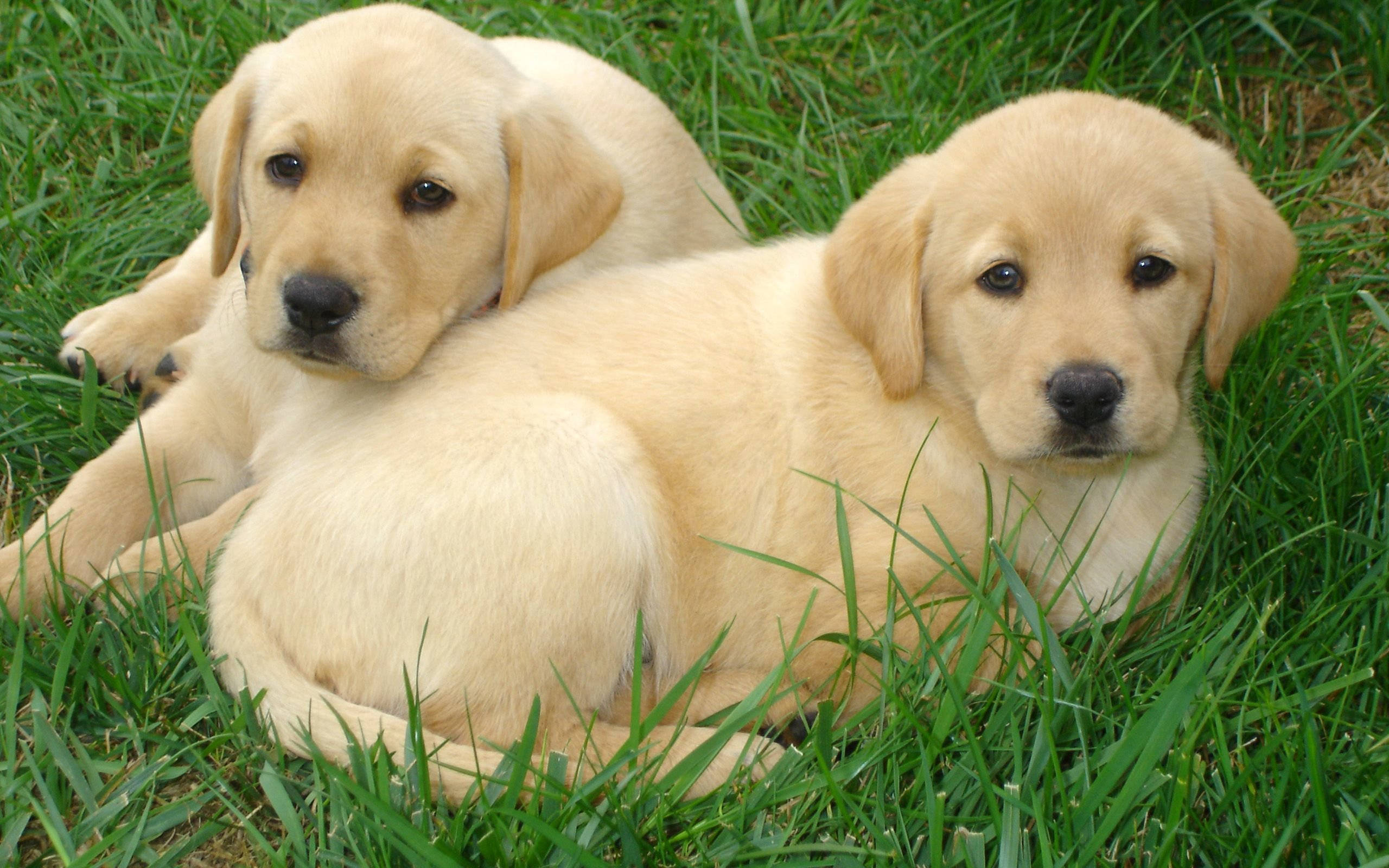 Labrador 桌布 壁紙 — 兩隻可愛的金毛拉布拉多幼犬一起在充滿活力的綠色草地上休息，平靜地凝視著相機。
