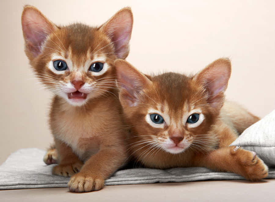 Abyssinian 桌布 壁紙 — 兩隻可愛的阿比西尼亞小貓，擁有引人注目的藍色眼睛，好奇地凝視著鏡頭，同時躺在柔軟的灰色毯子上休息。