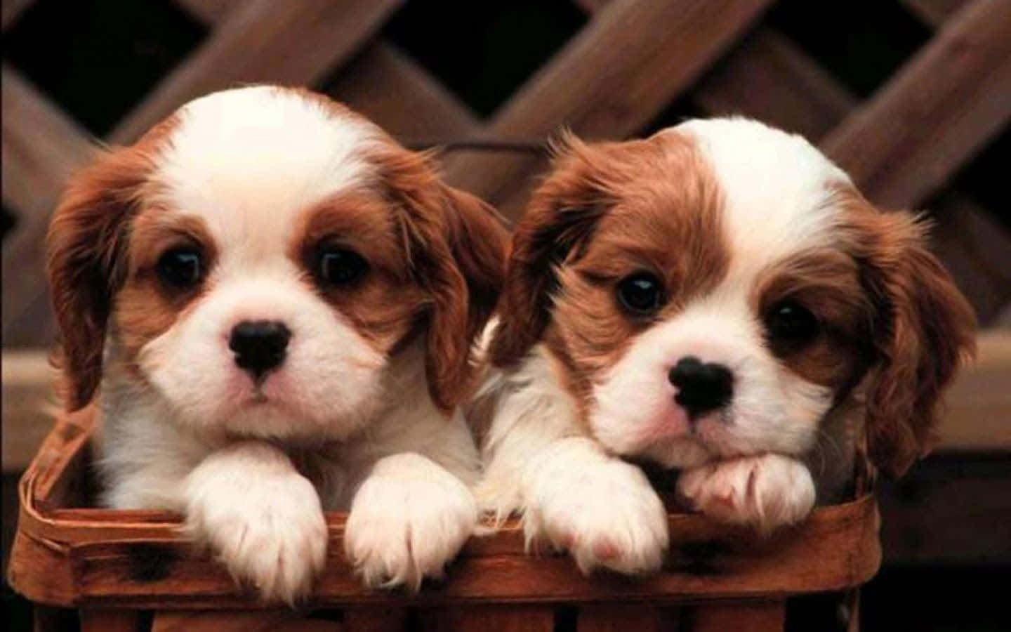 Brown And White 桌布 壁紙 — 兩隻可愛的騎士查理王小獵犬幼犬，擁有棕色和白色的毛髮，好奇地從木籃邊緣探出頭來。