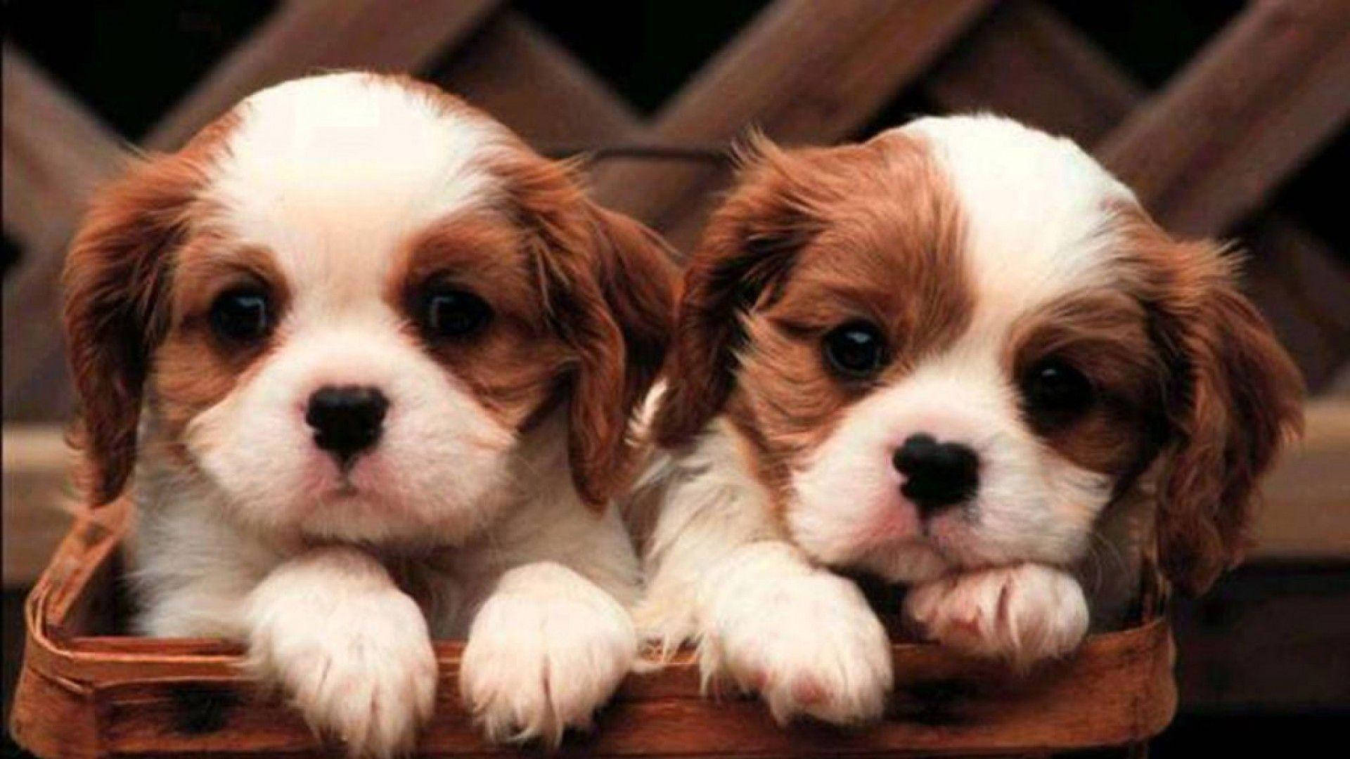 Cute Puppy 桌布 壁紙 — 兩隻可愛的騎士查理王小獵犬幼犬，毛色棕白相間，好奇地從木籃邊緣探出頭來。