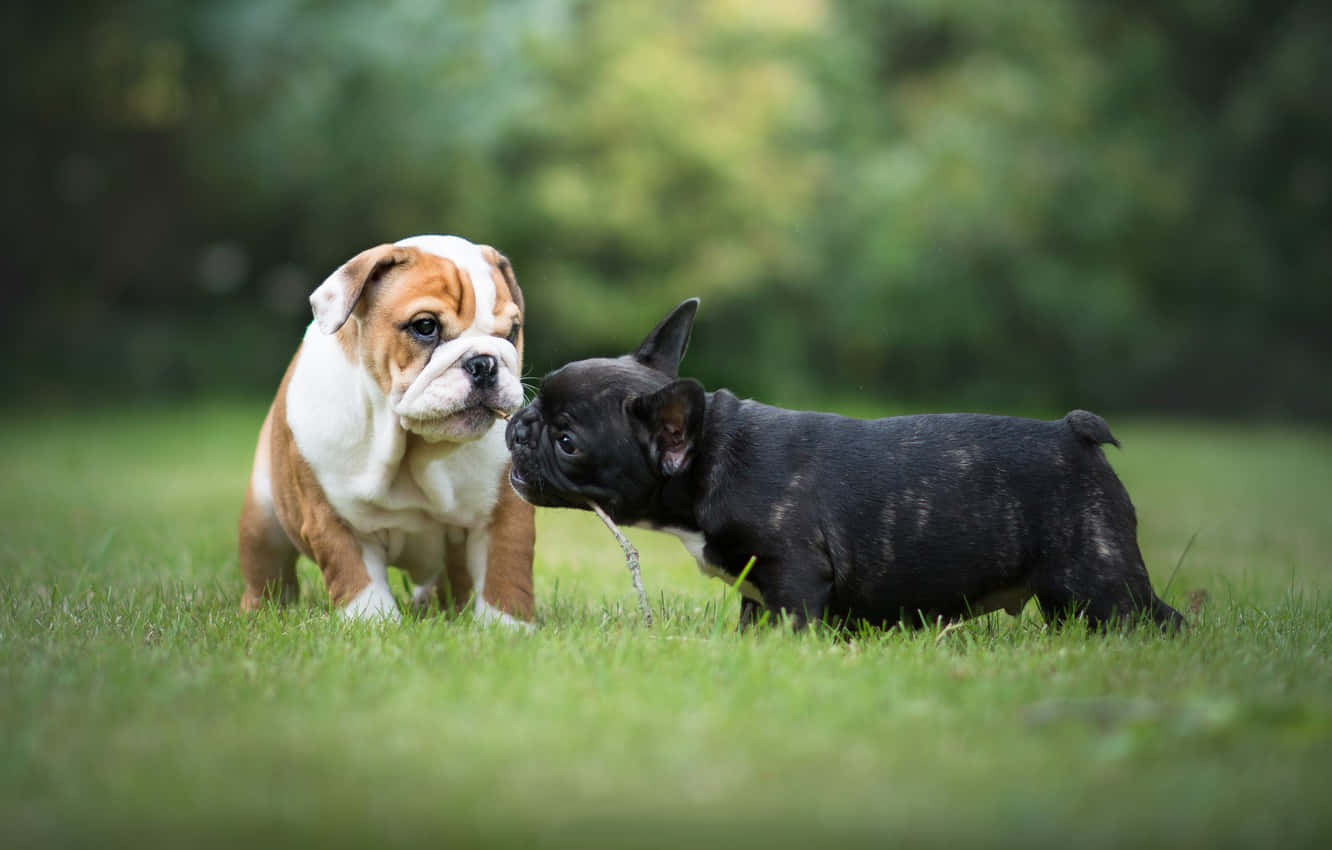 french bulldog 桌布 壁紙 — 兩隻可愛的鬥牛犬幼犬，一隻白啡色，一隻黑色，在陽光明媚的花園中，在茂密的綠草上鼻對鼻。