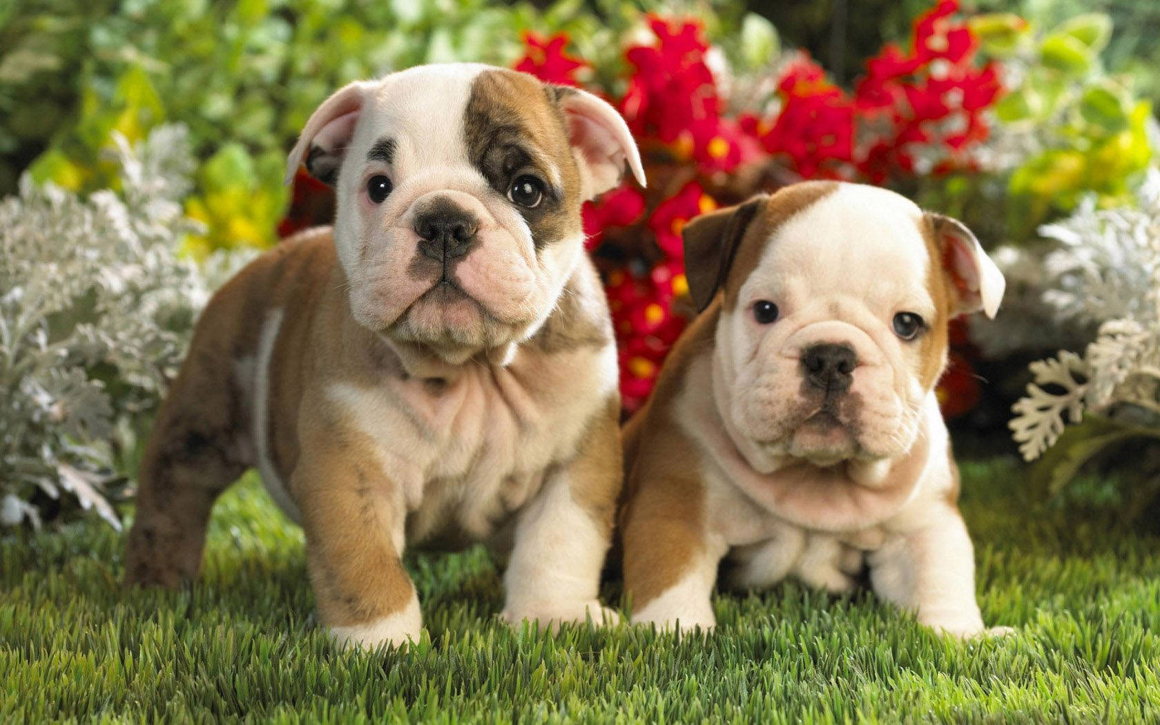 Puppy Dog 桌布 壁紙 — 兩隻可愛的鬥牛犬幼犬，毛色棕白相間，站在充滿活力的綠色草地上，周圍環繞著色彩繽紛的花朵。