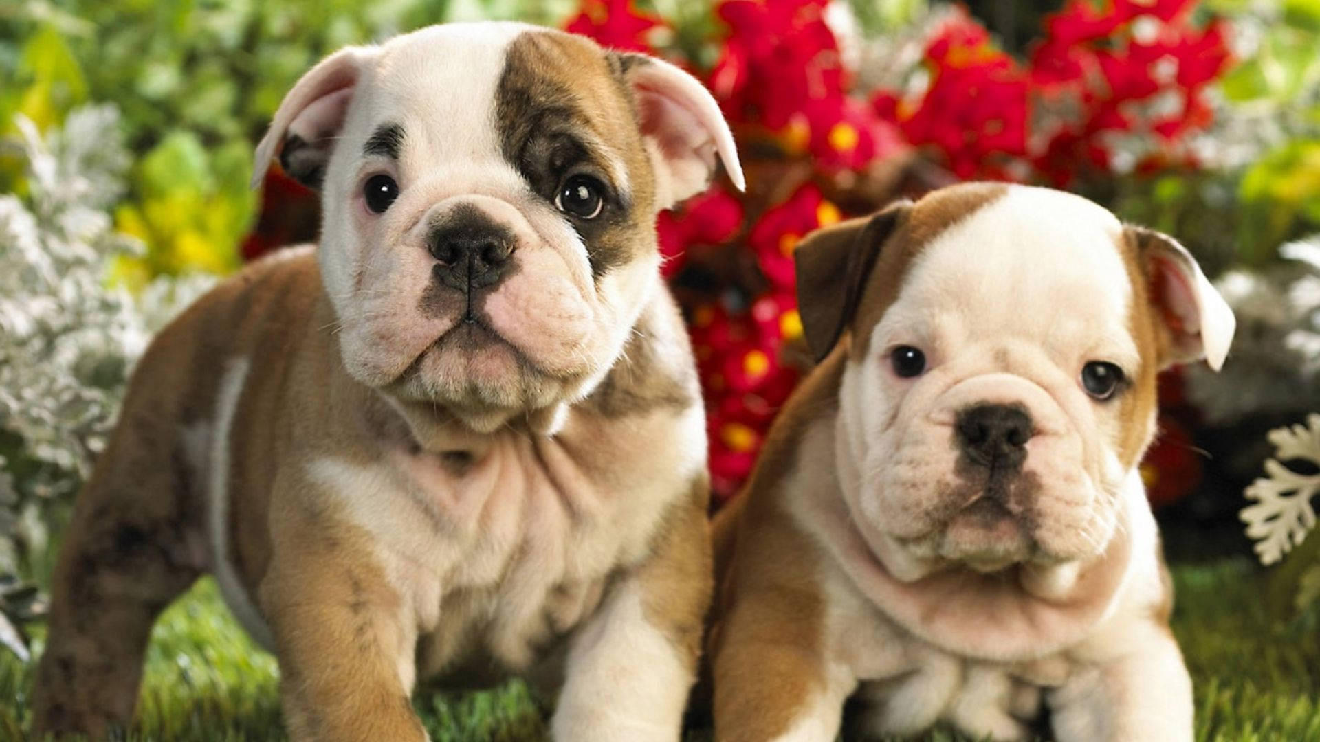 Puppies 桌布 壁紙 — 兩隻可愛的鬥牛犬幼犬，毛色為棕色和白色，坐在綠草上，周圍環繞著鮮豔的紅花和白色葉子。