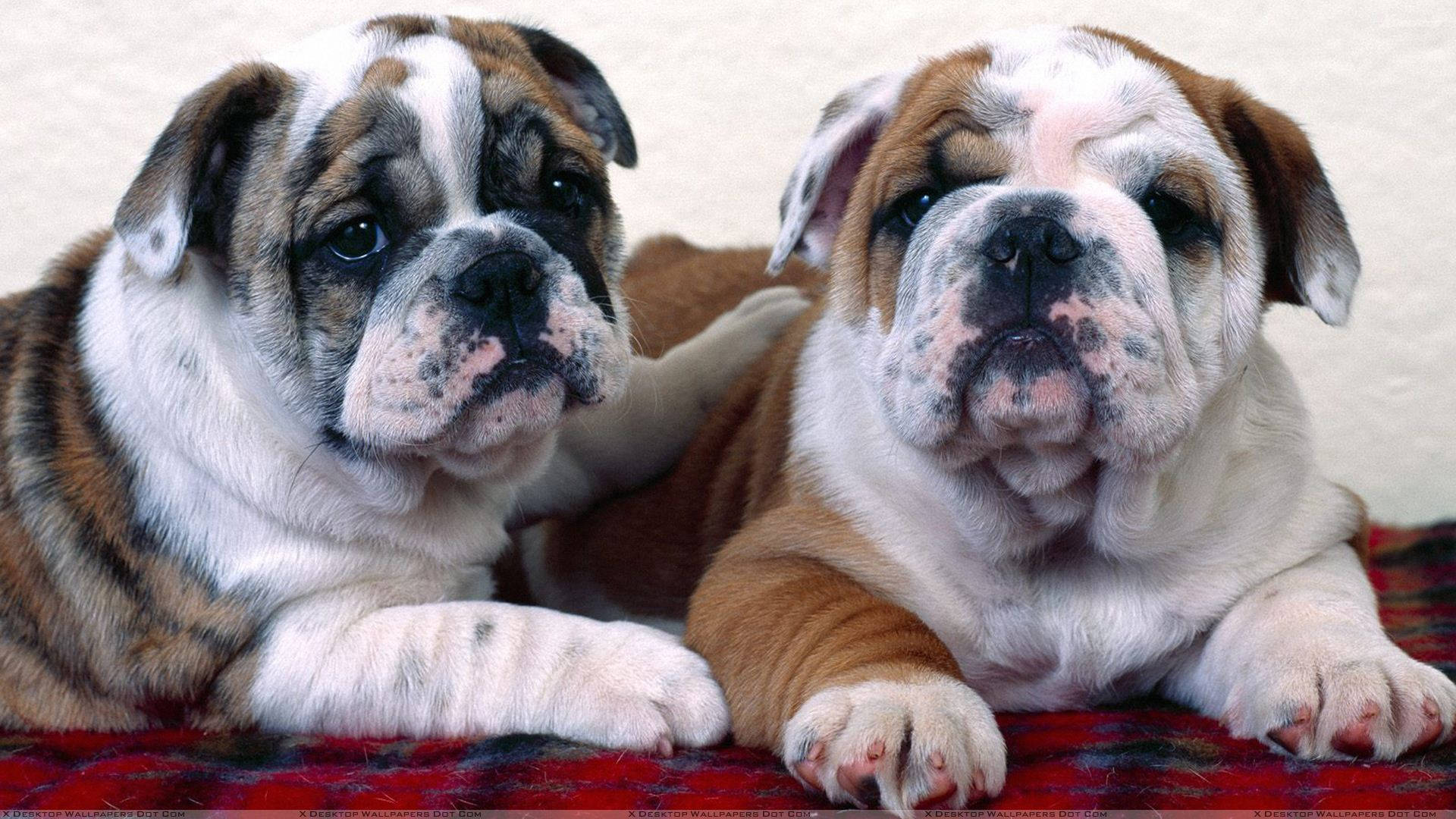 Bulldog 桌布 壁紙 — 兩隻可愛的鬥牛犬幼犬，臉上佈滿皺紋，耳朵鬆軟，並排躺在紅色格紋毯上休息。