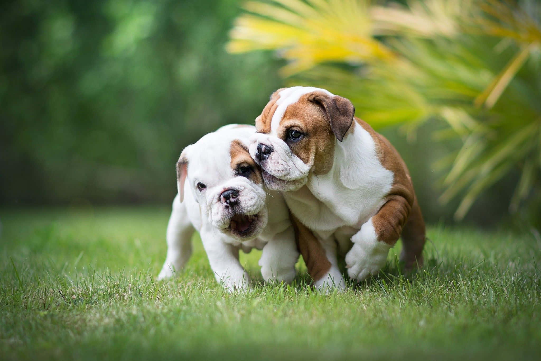 狗 桌布 壁紙 — 兩隻可愛的鬥牛犬幼犬在柔和的自然光下，在充滿活力的綠色草地上嬉戲地互相蹭鼻子。