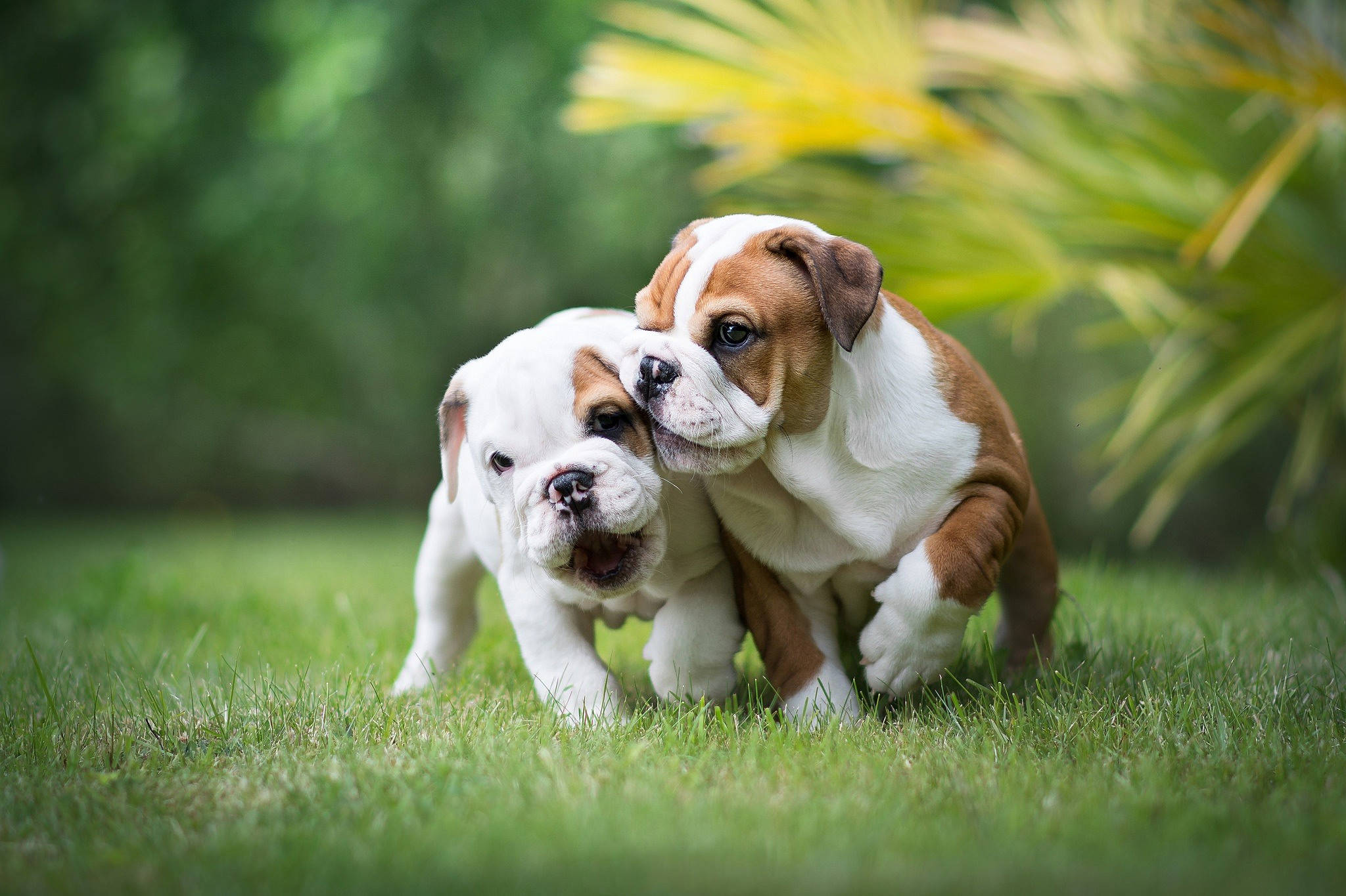 狗 桌布 壁紙 — 兩隻可愛的鬥牛犬幼犬在柔和的自然光下，在充滿活力的綠色草地上嬉戲地互相蹭鼻子。