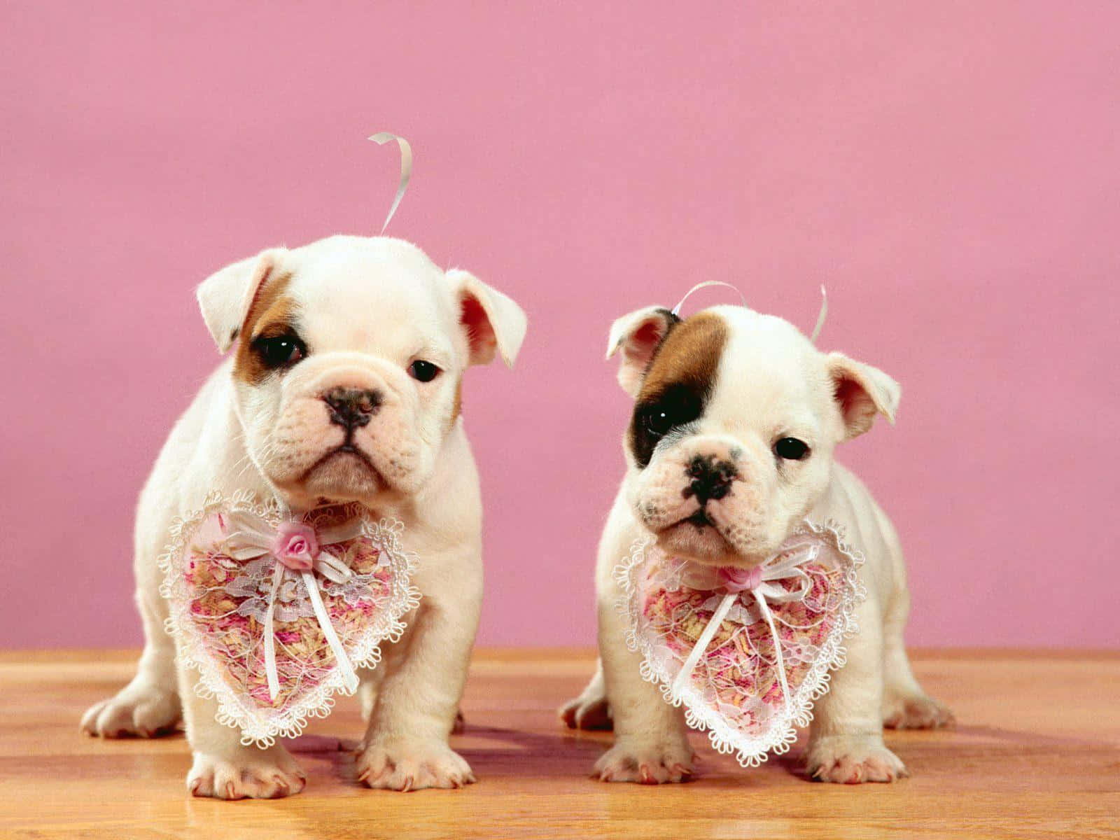 Pink Puppies 桌布 壁紙 — 兩隻可愛的鬥牛犬幼犬戴著蕾絲心形項圈，並排站在木地板上，背景是柔和的粉紅色。