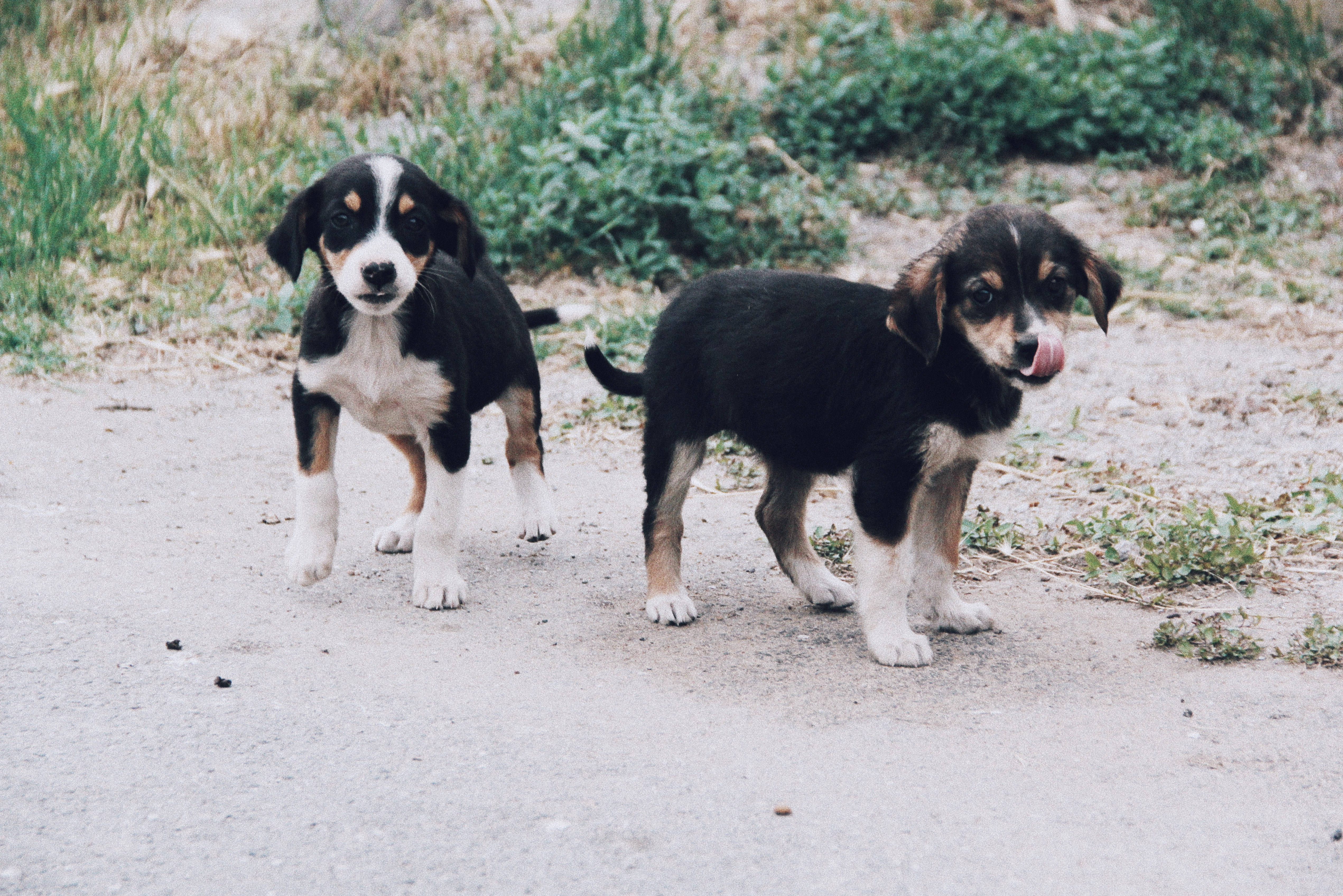可愛狗狗 桌布 壁紙 — 兩隻可愛的黑白棕幼犬站在碎石路上，一隻舔著鼻子，另一隻用好奇的眼睛向前看。