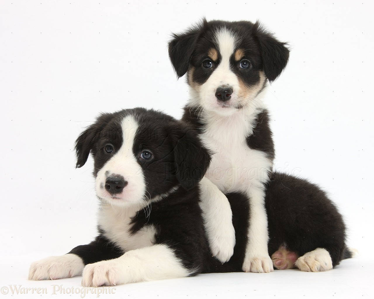 Dogs 桌布 壁紙 — 兩隻可愛的黑白邊境牧羊犬幼犬，擁有引人注目的藍色眼睛，在潔白的背景前擺姿勢。