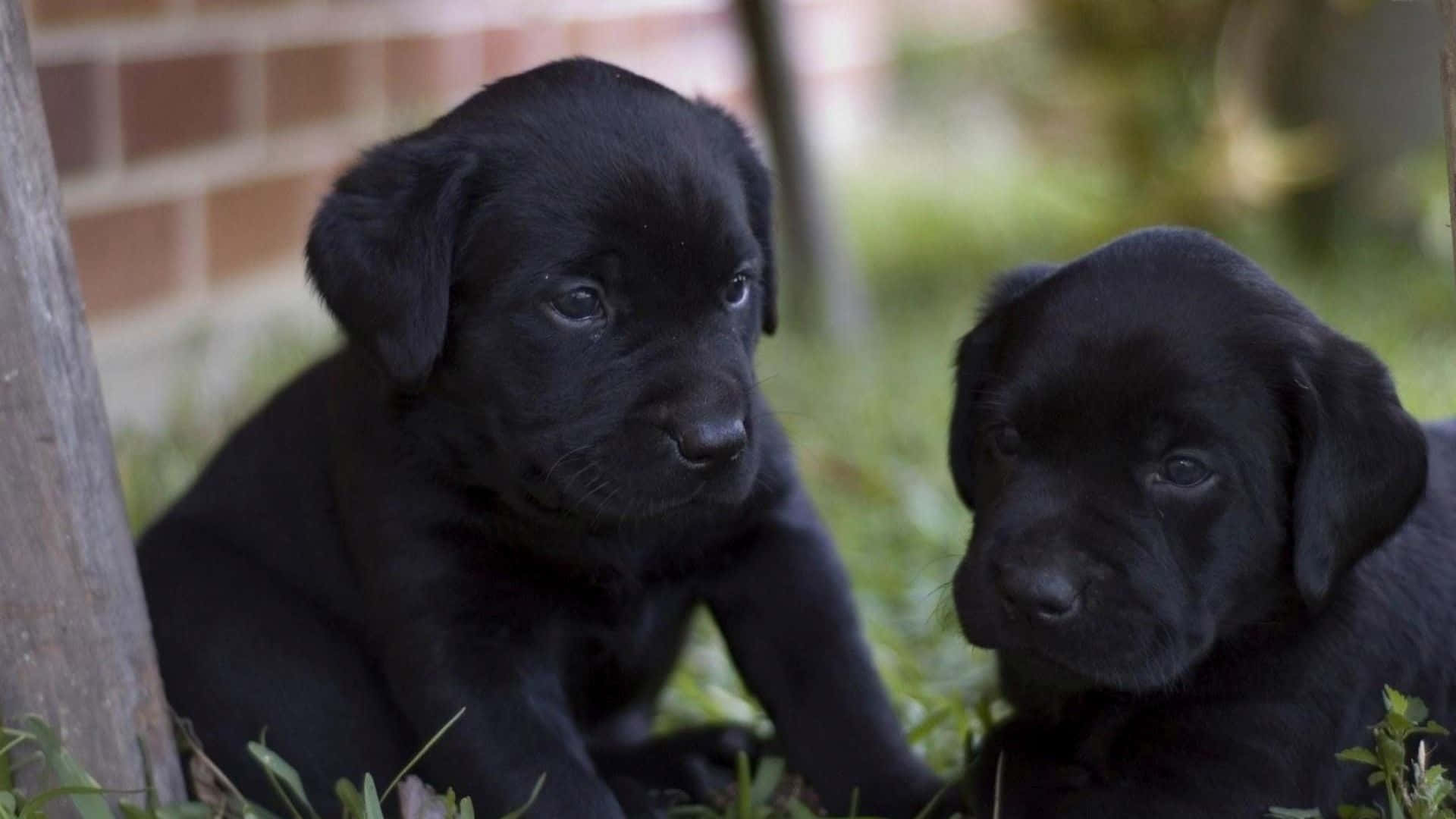 狗 桌布 壁紙 — 兩隻可愛的黑色拉布拉多幼犬坐在磚牆附近的草地上，光線柔和自然。
