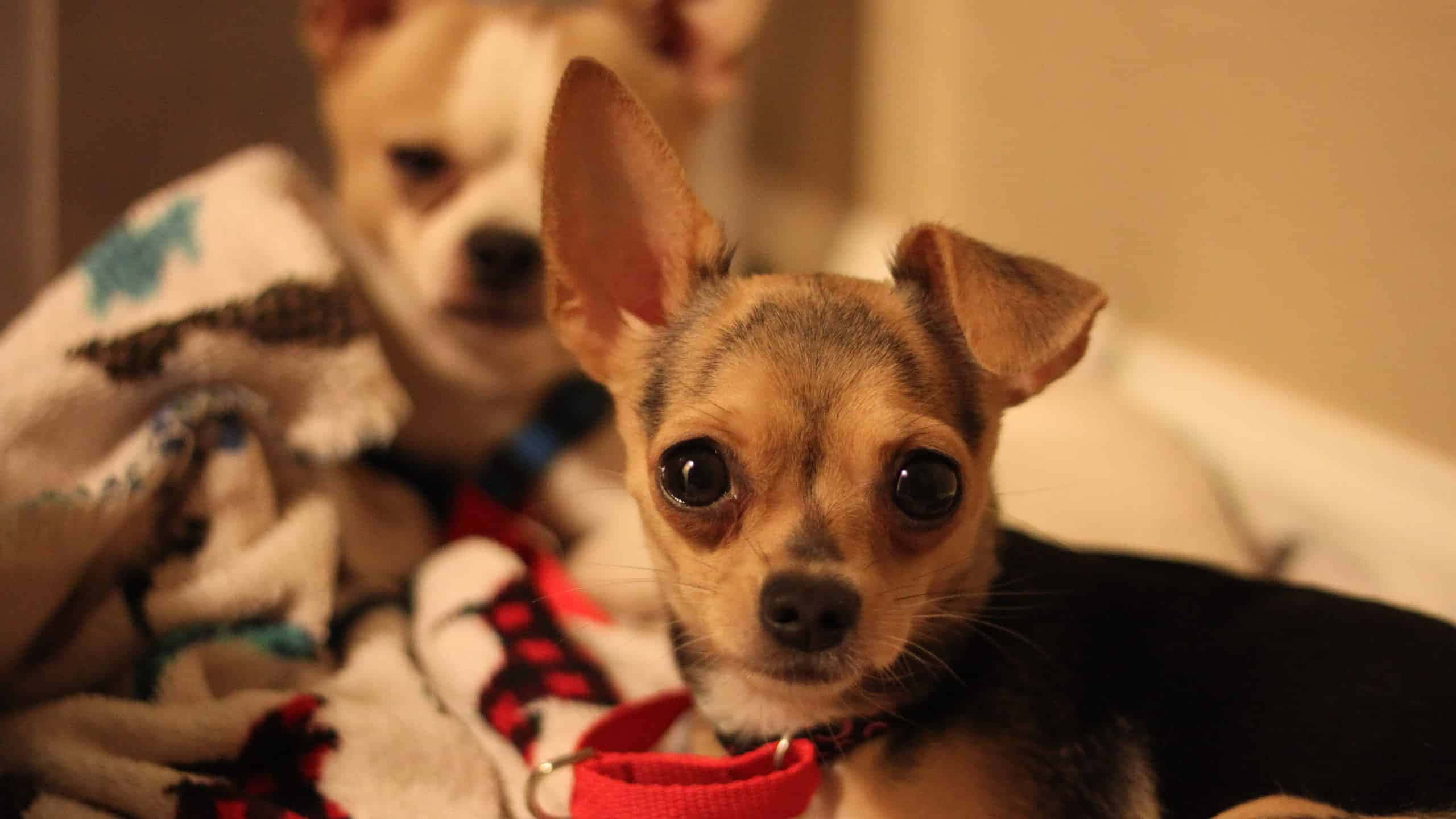 Teacup Chihuahua 桌布 壁紙 — 兩隻吉娃娃舒適地躺在有圖案的毯子上休息，一隻在前景瞪大眼睛凝視，另一隻在後面模糊不清。
