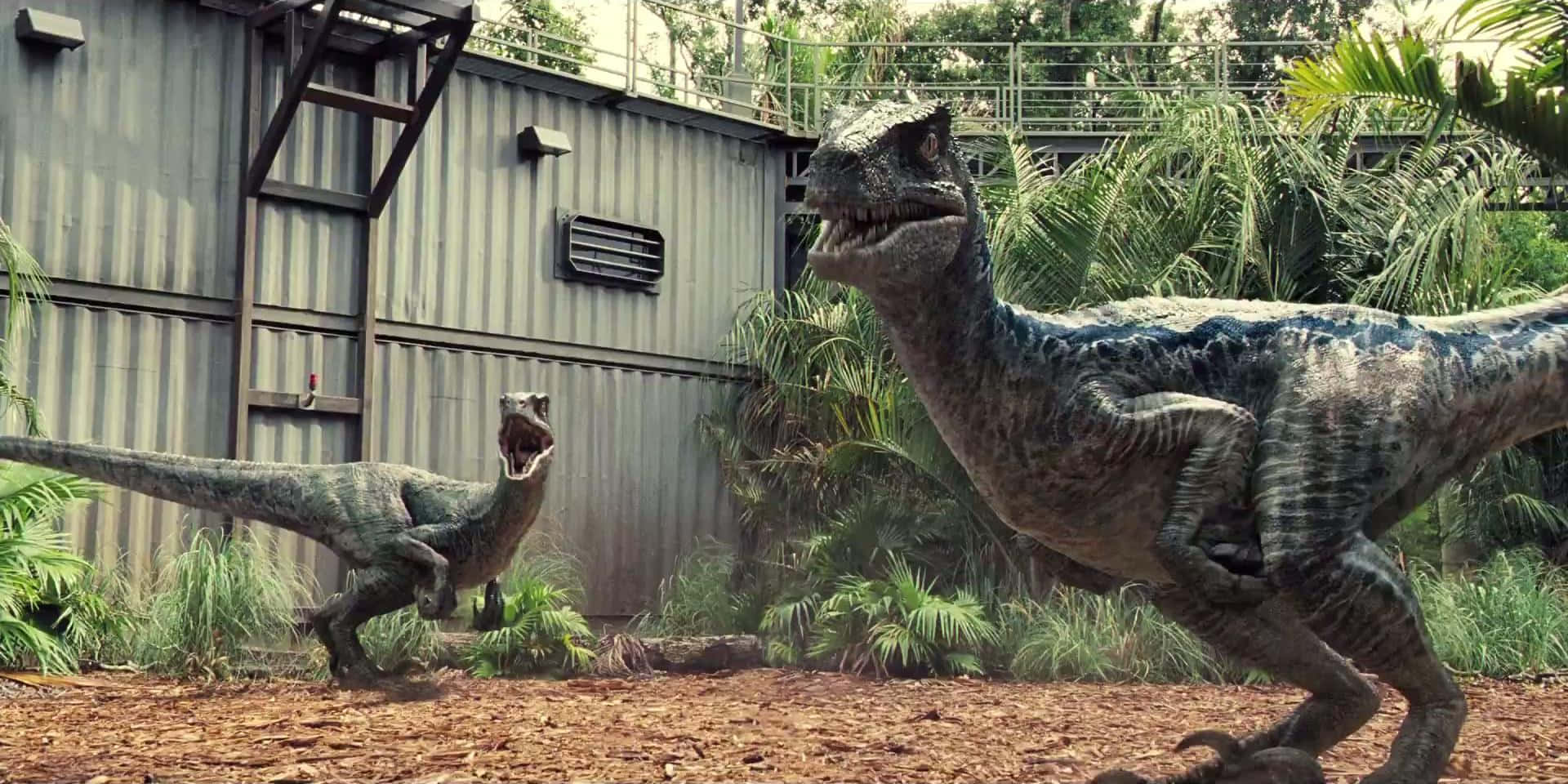 Jurassic World 桌布 壁紙 — 兩隻咆哮的迅猛龍在一個飽經風霜的金屬貨櫃建築旁邊的茂密叢林中奔跑。