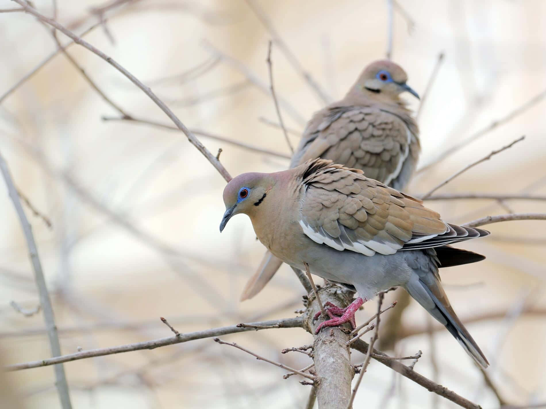 Dove Wings 桌布 壁紙 — 兩隻哀鴿平靜地棲息在光禿的樹枝上，背景柔和模糊。