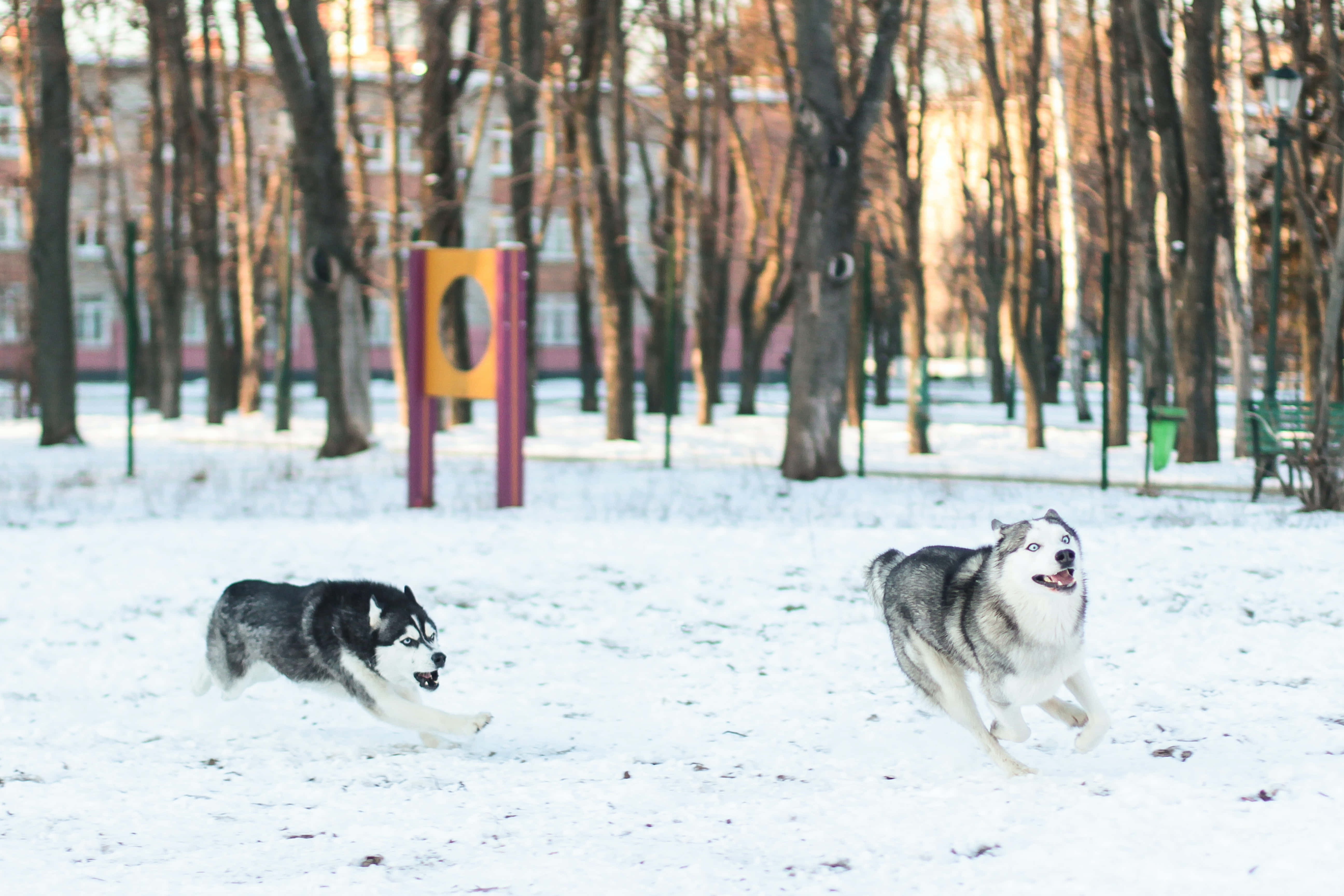 狗 桌布 壁紙 — 兩隻哈士奇在雪地公園中快樂奔跑，背景有光禿的樹木和遊樂設施。