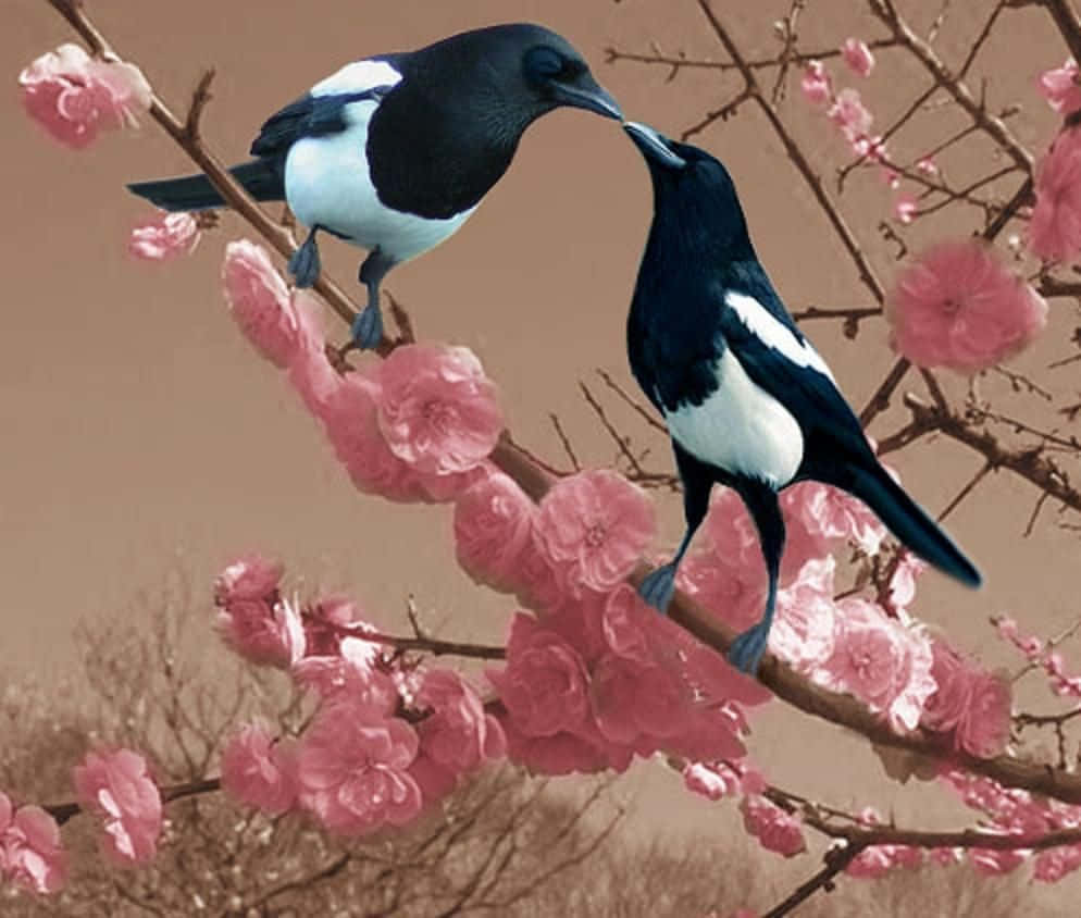 Magpies And Crows 桌布 壁紙 — 兩隻喜鵲棲息在盛開的粉紅色櫻花枝上，鳥喙輕觸，在柔和的棕色背景下展現溫柔一刻。