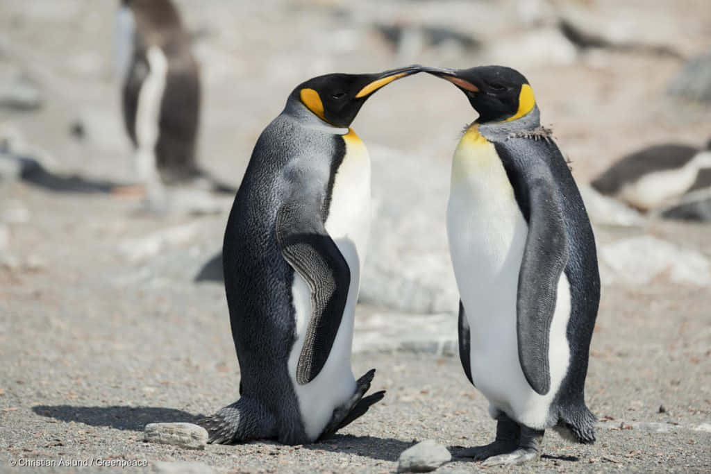 Penguin Funny 桌布 壁紙 — 兩隻國王企鵝在陽光照耀的岩石海岸上，以喙對喙的溫柔時刻面對面。