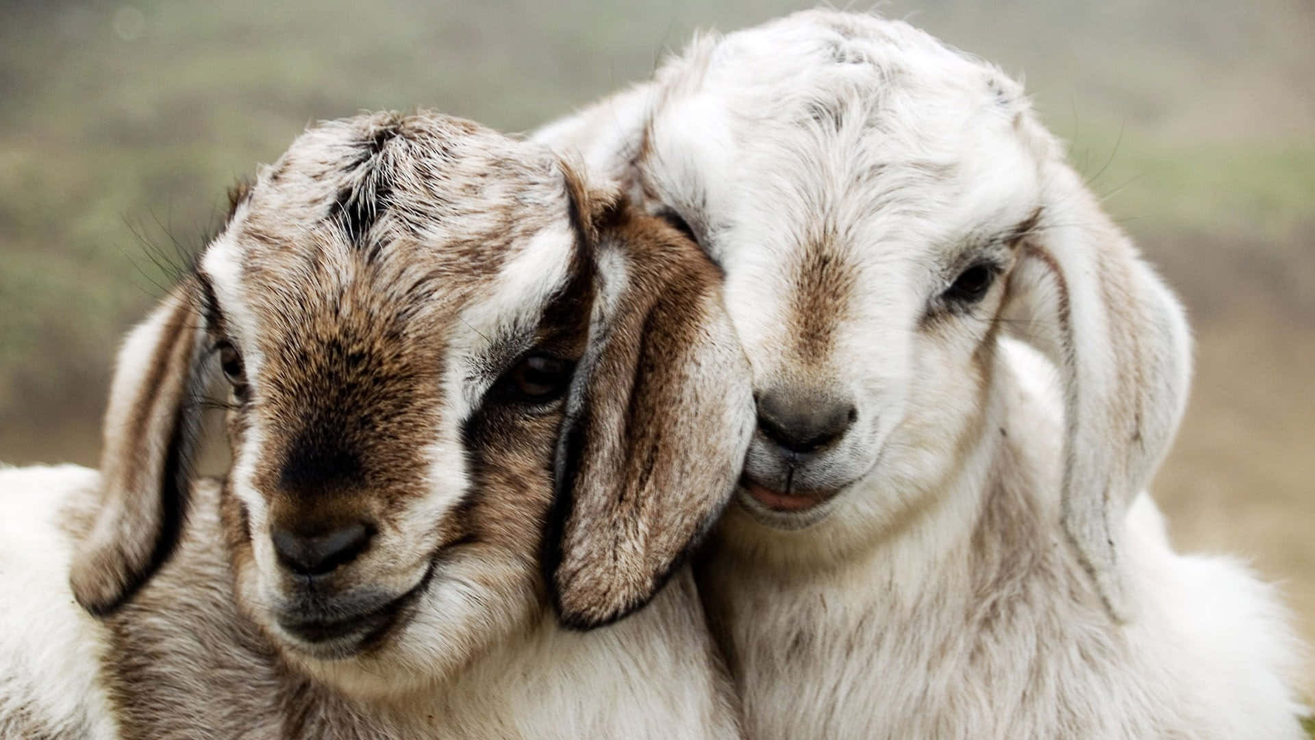 動物 桌布 壁紙 — 兩隻垂耳小山羊在柔和焦點的田園環境中互相依偎。