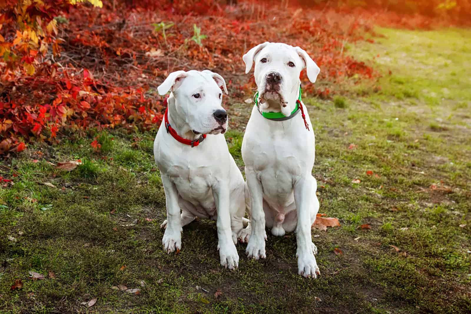 Dogo Argentino 桌布 壁紙 — 兩隻垂耳白狗警覺地坐在草地上，旁邊是一堆火紅的秋葉。