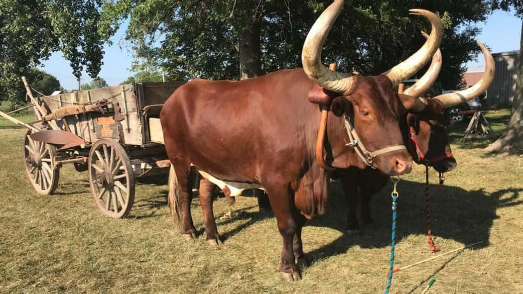 Ox 桌布 壁紙 — 兩隻大型棕色公牛，長有彎曲的角，站在一輛木製馬車旁邊，周圍是枝葉茂密的樹木，陽光明媚。