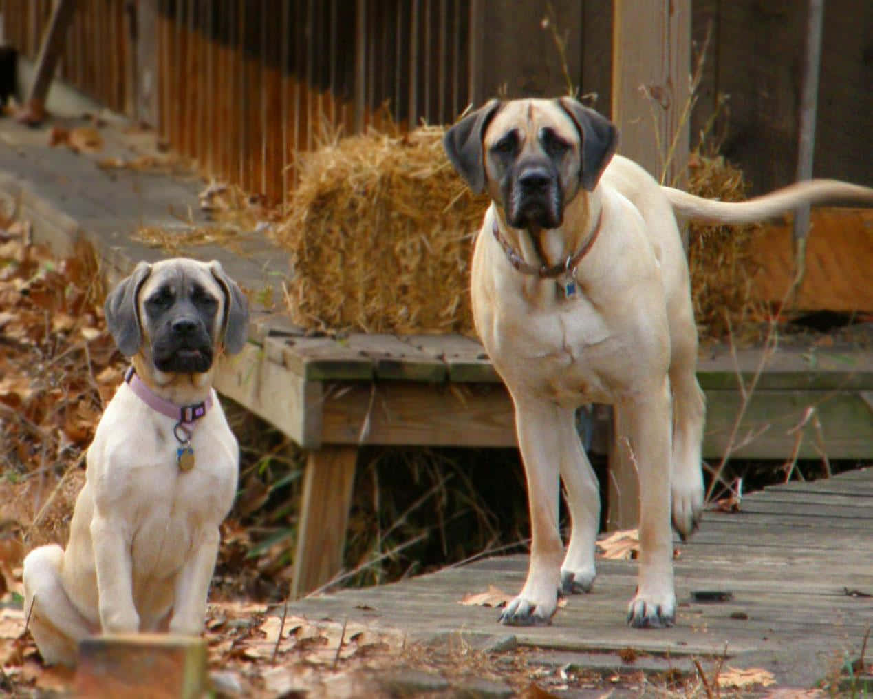 English Mastiff 桌布 壁紙 — 兩隻大型淺黃褐色獒犬，一隻坐著一隻站著，在一個木製甲板上，周圍有秋天的落葉和乾草捆。