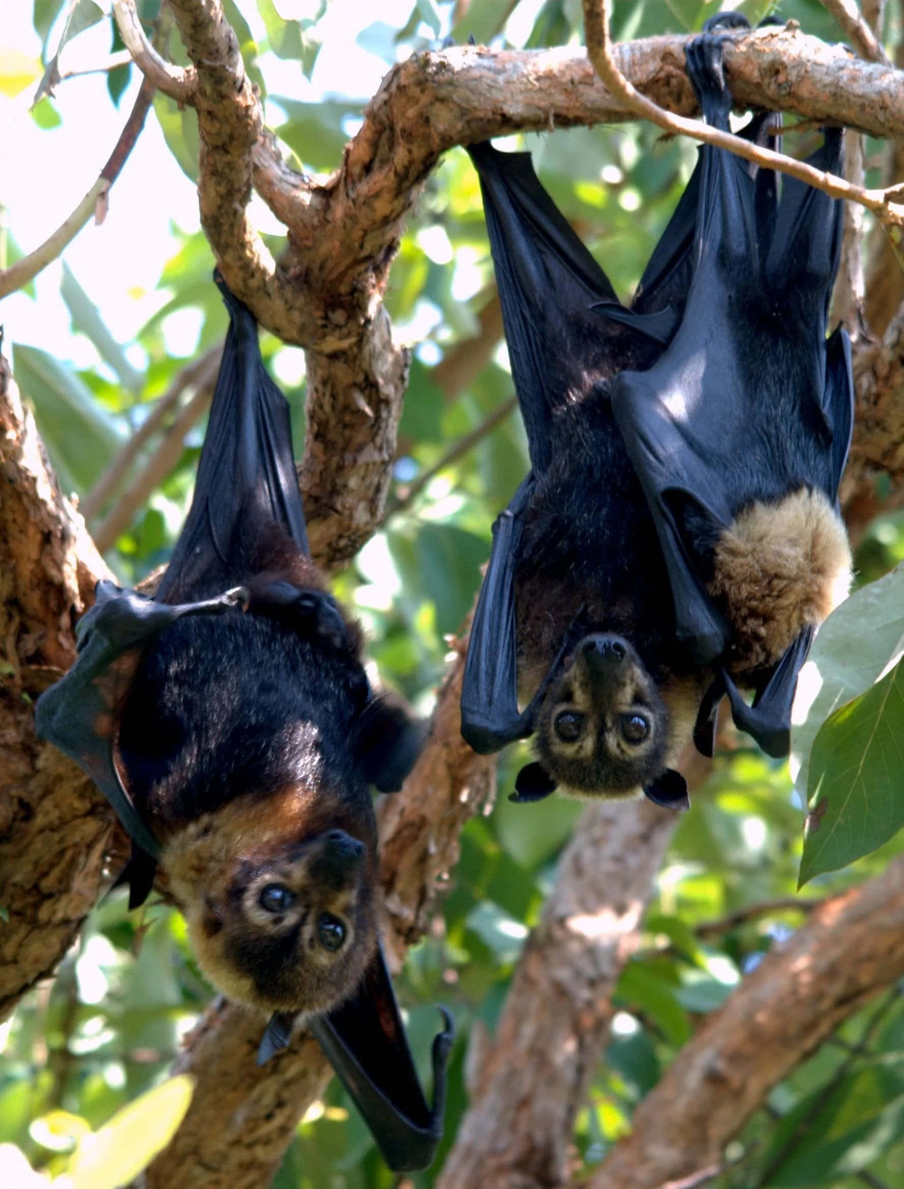 Bats 桌布 壁紙 — 兩隻大型狐蝠倒掛在樹枝上，好奇的眼睛向下凝視，周圍是茂密的綠色樹葉。