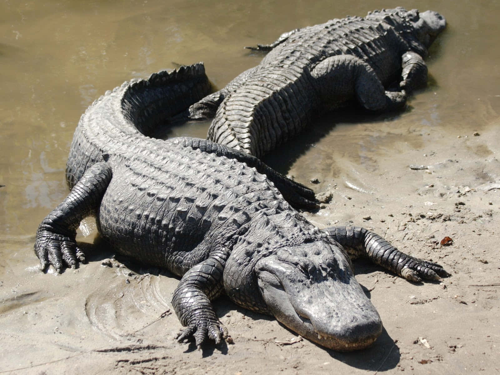 Alligator 桌布 壁紙 — 兩隻大型短吻鱷在泥濘的河岸上曬著明亮的陽光，鱗片有紋理，表情平靜。