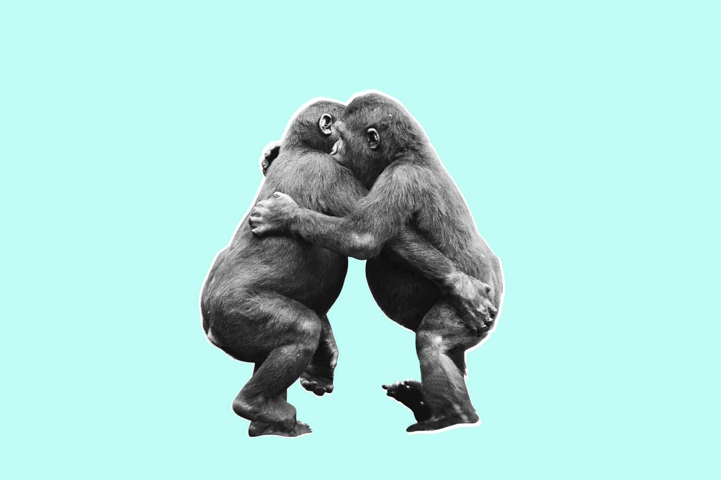 Gorilla 桌布 壁紙 — 兩隻大猩猩在柔和的青色背景下，以溫柔的黑白剪影擁抱。