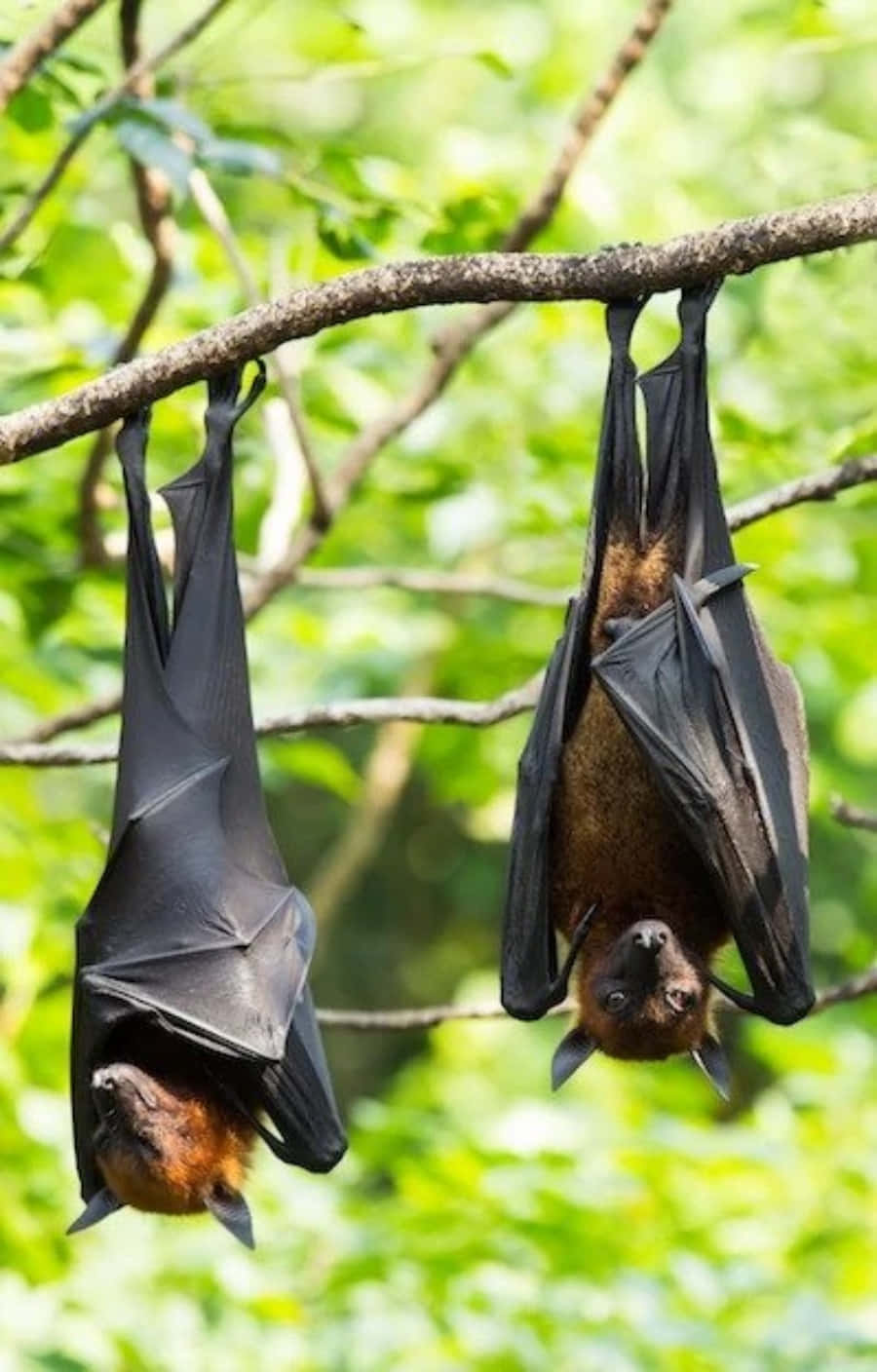 Bats 桌布 壁紙 — 兩隻大蝙蝠倒掛在陽光明媚的森林中，懸掛在枝葉茂密的樹枝上。
