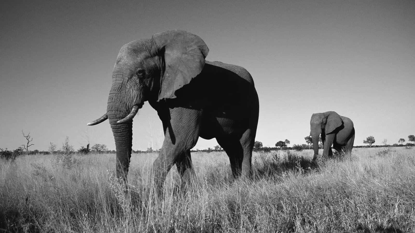 Black And White Animal 桌布 壁紙 — 兩隻大象在廣闊天空下穿過高草叢，一張清晰的黑白照片。
