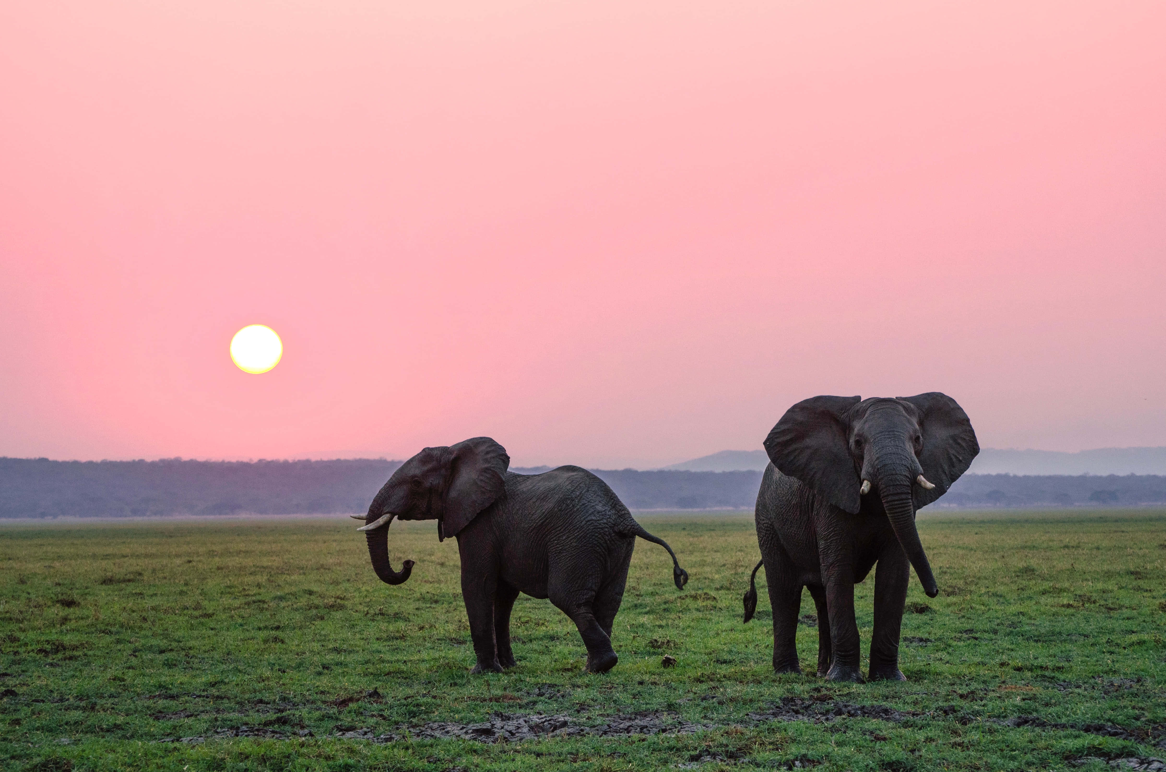 Elephant Laptop 桌布 壁紙 — 兩隻大象在柔和的粉紅色日落天空和發光的太陽下，漫步在長滿草的平原上。