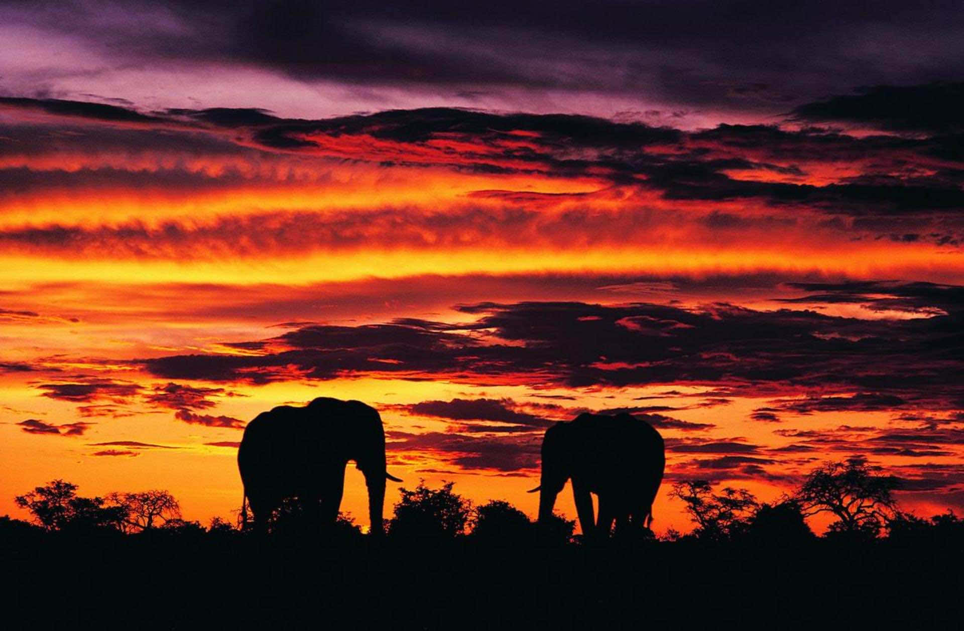 Africa HD 桌布 壁紙 — 兩隻大象在火紅橙色和紫色的日落天空襯托下形成剪影，天空中有散落的雲朵。