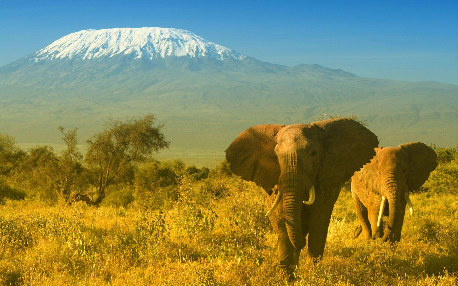 Kenya 桌布 壁紙 — 兩隻大象穿過金色草原，背景是白雪覆蓋的吉力馬札羅山，在清澈的藍天下雄偉地聳立。