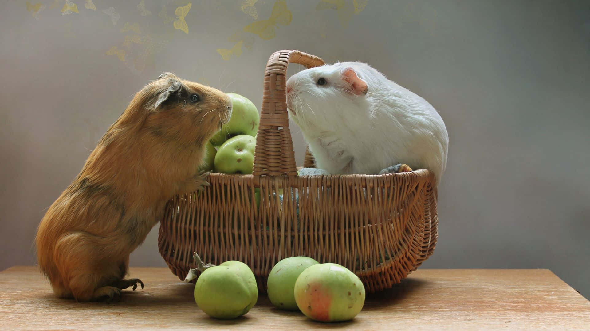 guinea pig 桌布 壁紙 — 兩隻天竺鼠，一棕一白，坐在木桌上一個裝滿青蘋果的柳條籃旁邊。