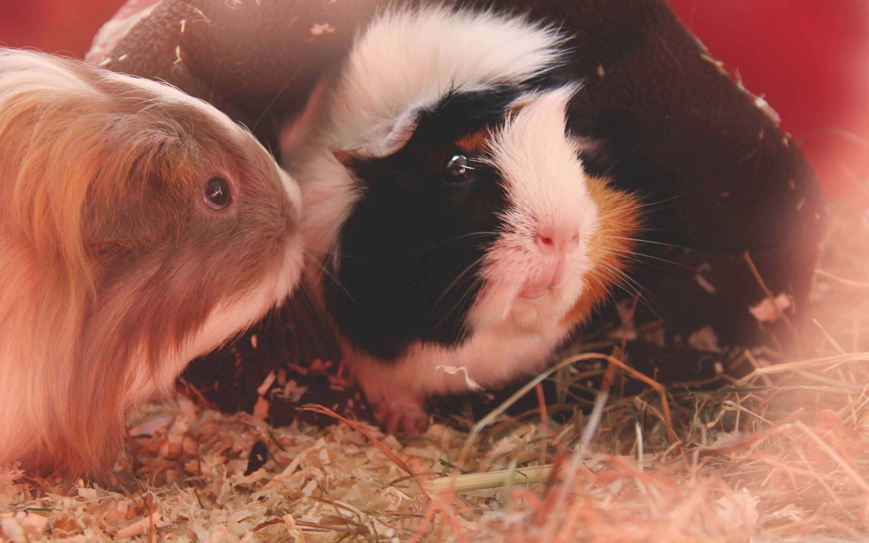 guinea pig 桌布 壁紙 — 兩隻天竺鼠，一棕一黑白，在溫暖柔和的光線下依偎在乾草中。