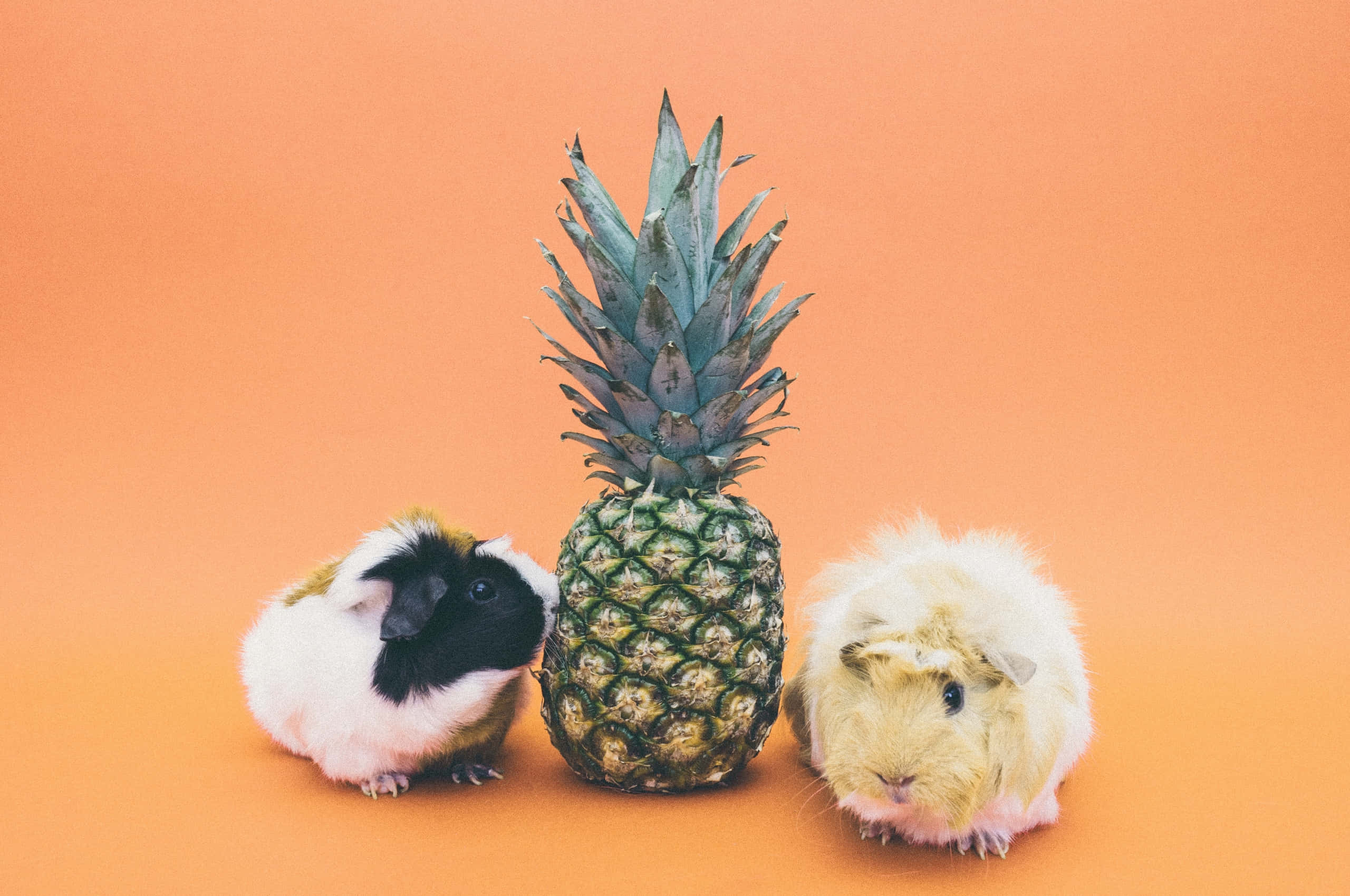 guinea pig 桌布 壁紙 — 兩隻天竺鼠在明亮的攝影棚拍攝中，於純橙色背景前夾住一個鳳梨。
