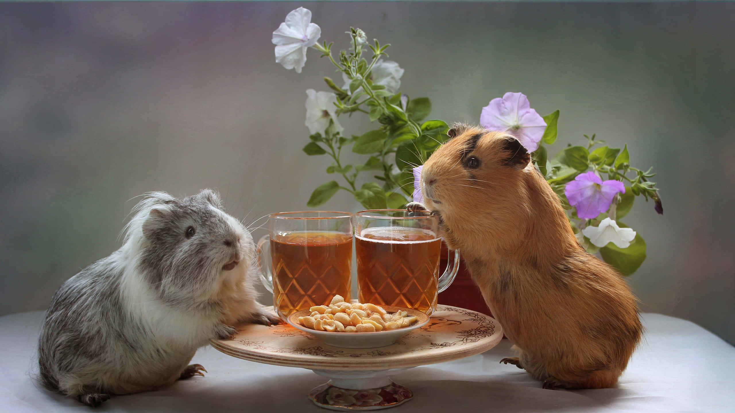 guinea pig 桌布 壁紙 — 兩隻天竺鼠坐在茶桌前，桌上放著杯子和堅果，周圍是柔焦的花朵。
