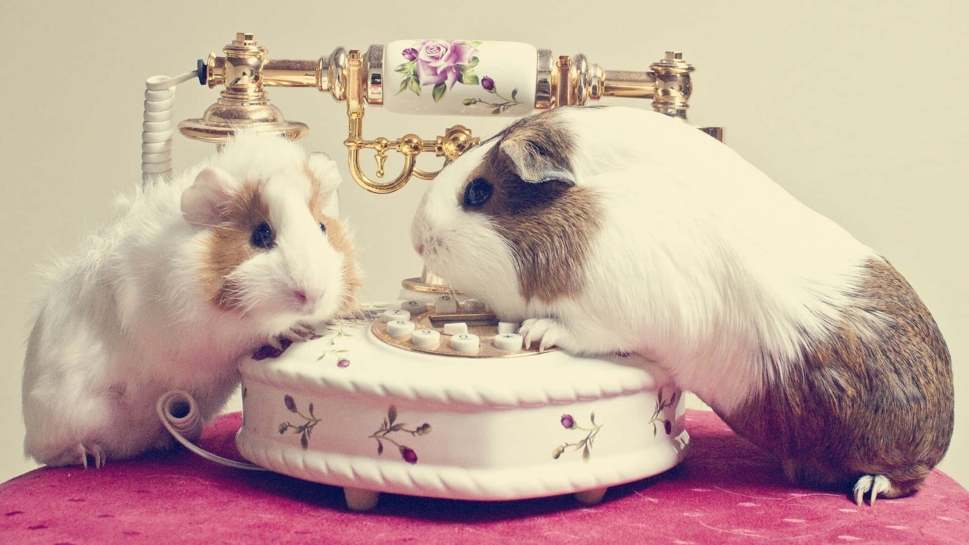 guinea pig 桌布 壁紙 — 兩隻天竺鼠好奇地與粉紅色表面上的一部復古花卉電話互動。