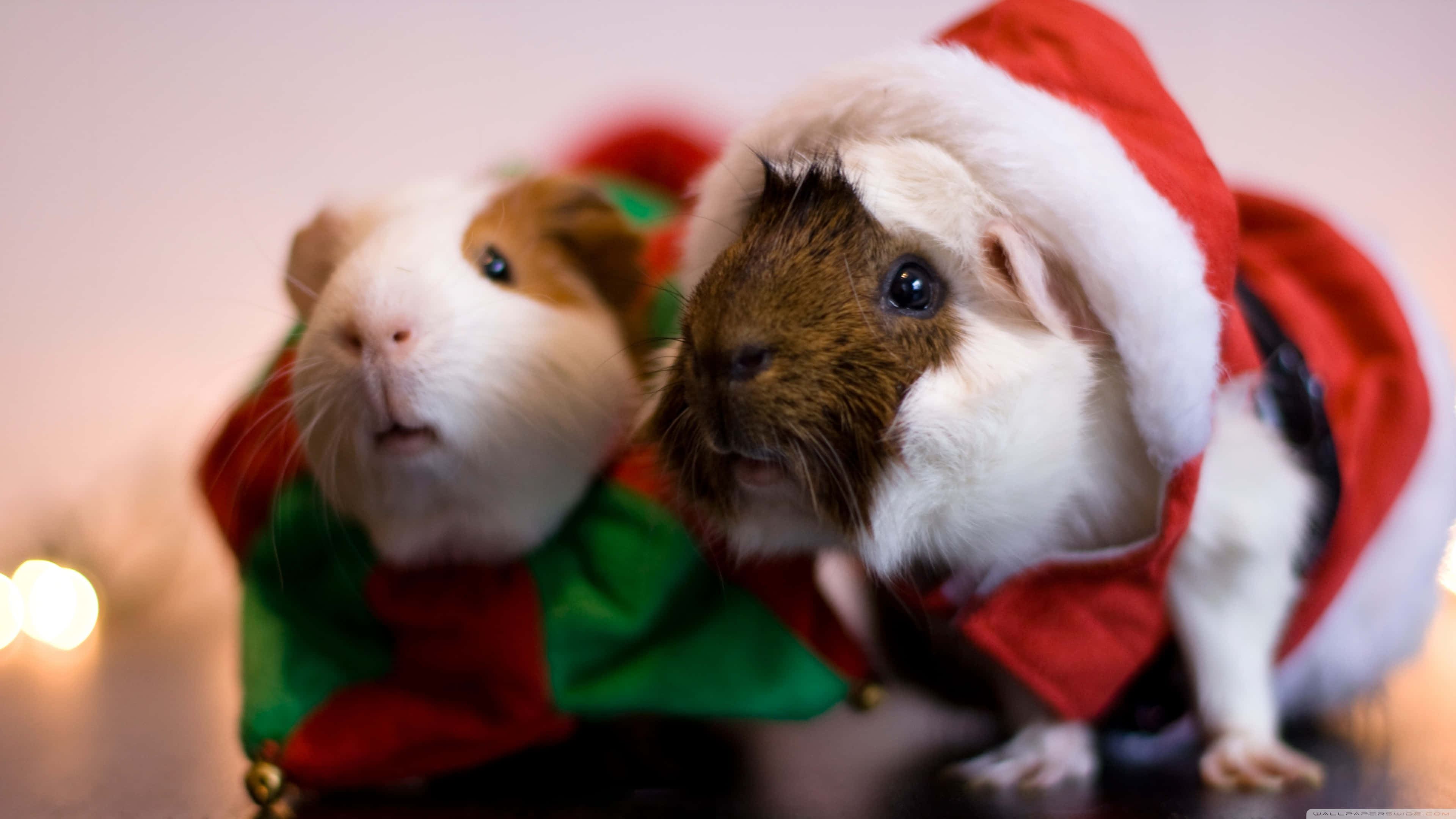 guinea pig 桌布 壁紙 — 兩隻天竺鼠穿著節日聖誕老人和精靈服裝，在柔和模糊的背景和溫暖的散景燈光前擺姿勢。