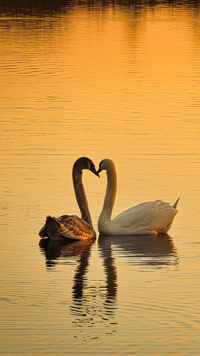 Nature Love 桌布 壁紙 — 兩隻天鵝優雅地用頸部形成心形，在金色日落湖上，倒影在下方閃爍。