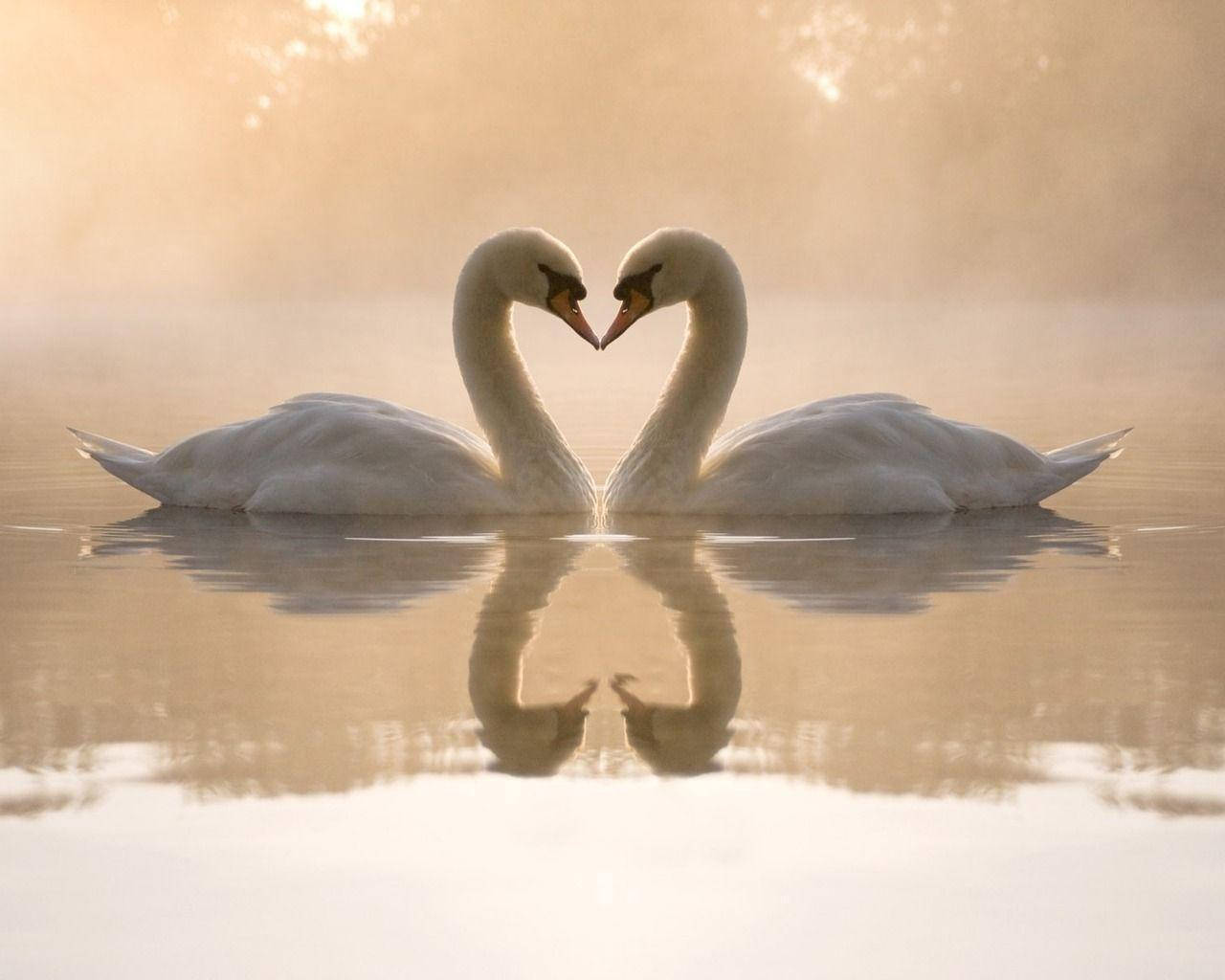 Cute Love 桌布 壁紙 — 兩隻天鵝在日出時於霧氣瀰漫的湖面上用頸部形成心形，並有完美的倒影。